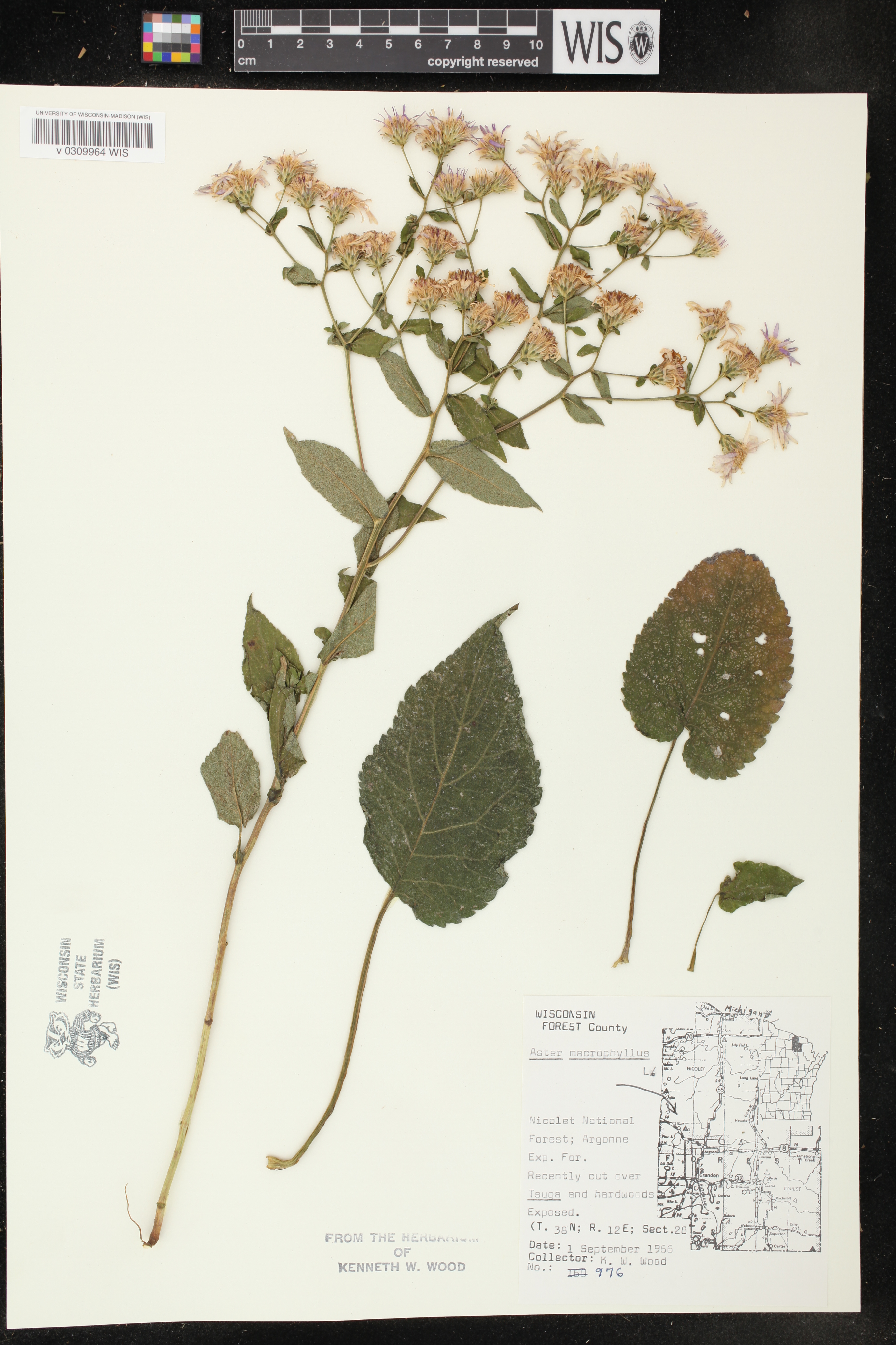 Eurybia macrophylla image