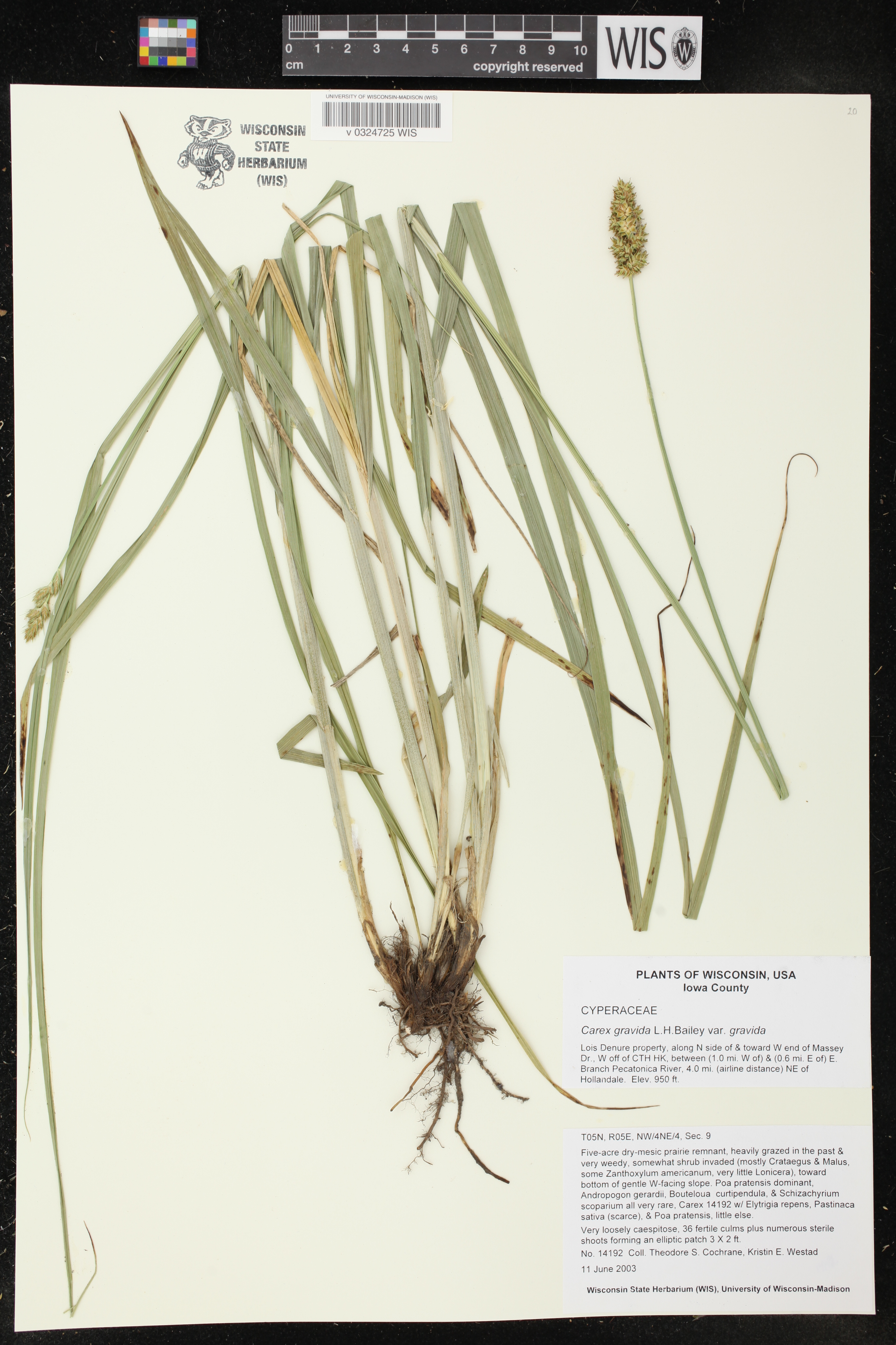 Carex gravida image
