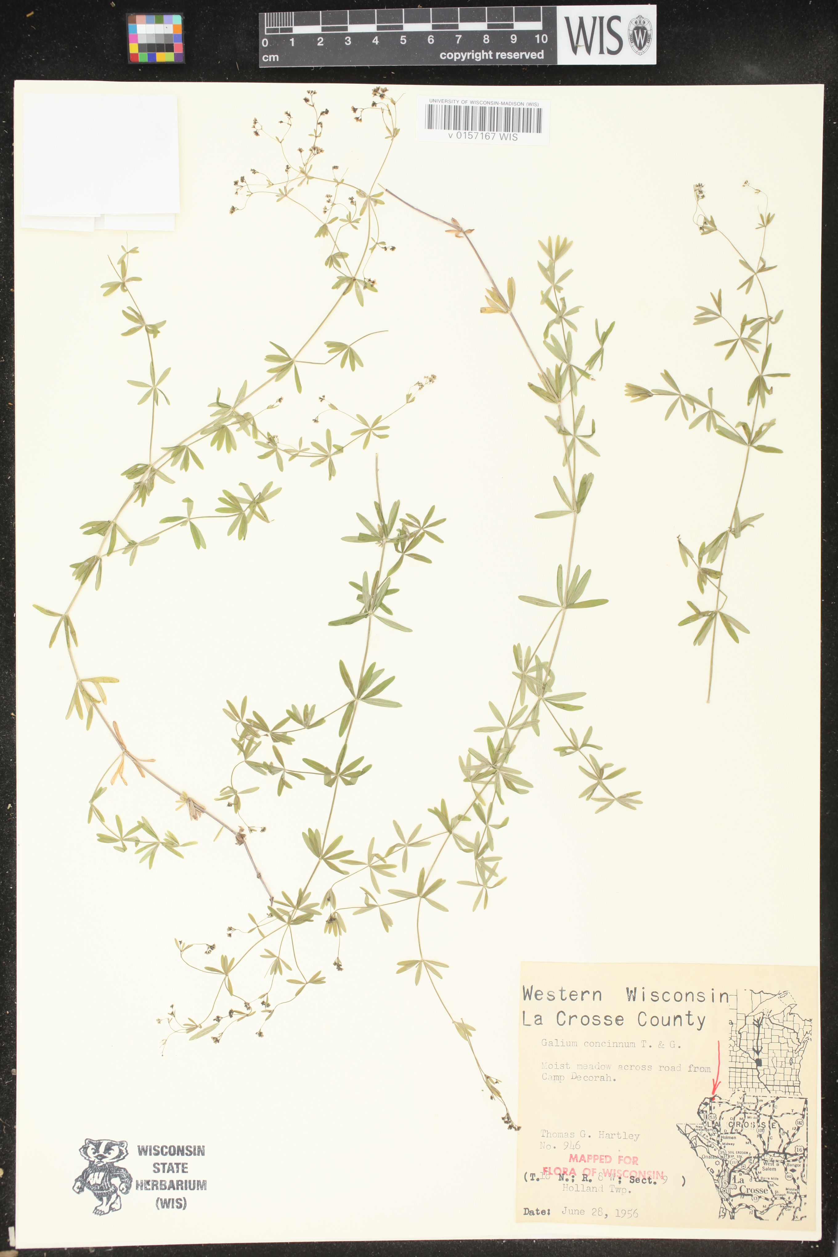 Galium concinnum image