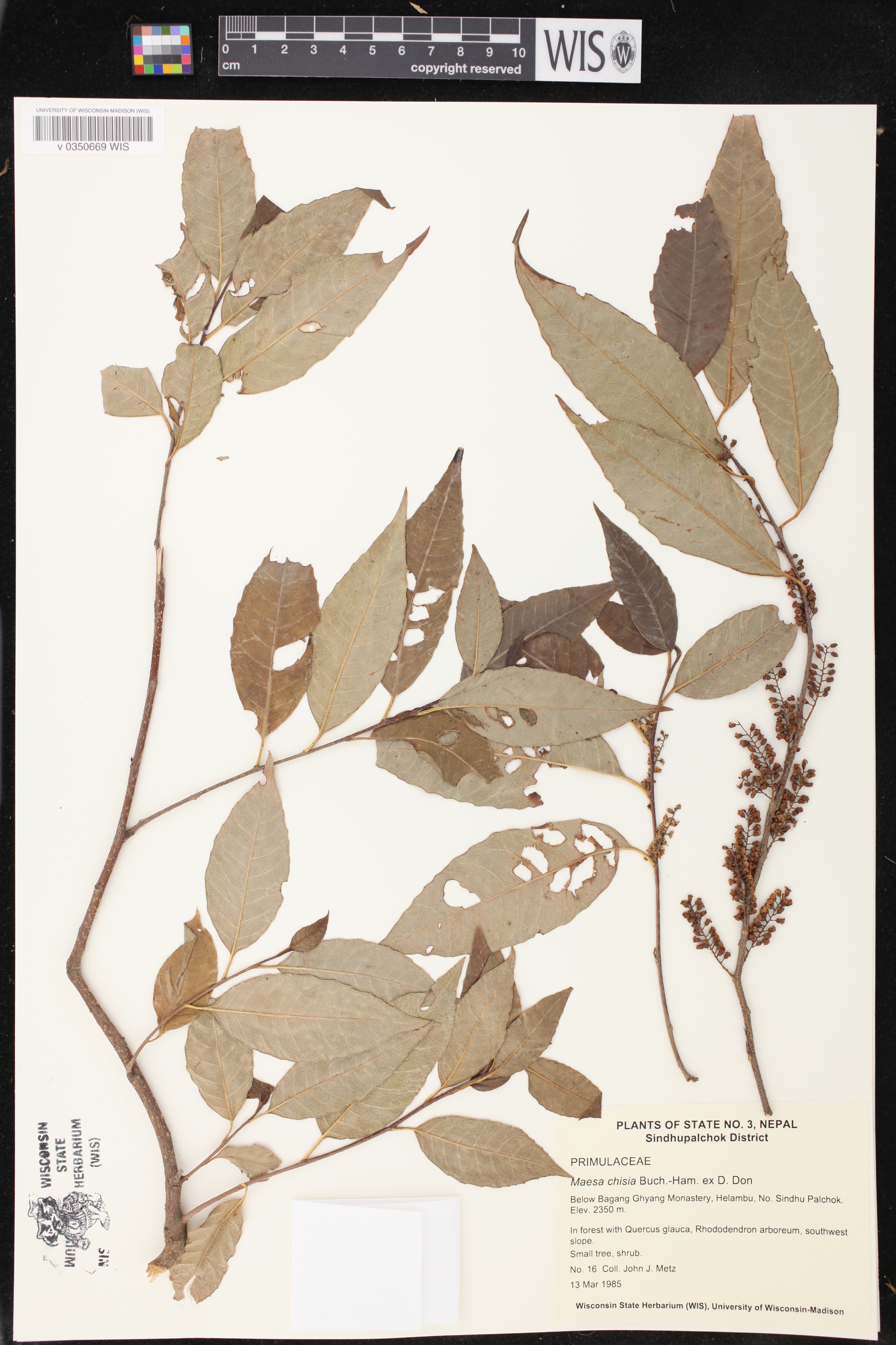 Maesa chisia image