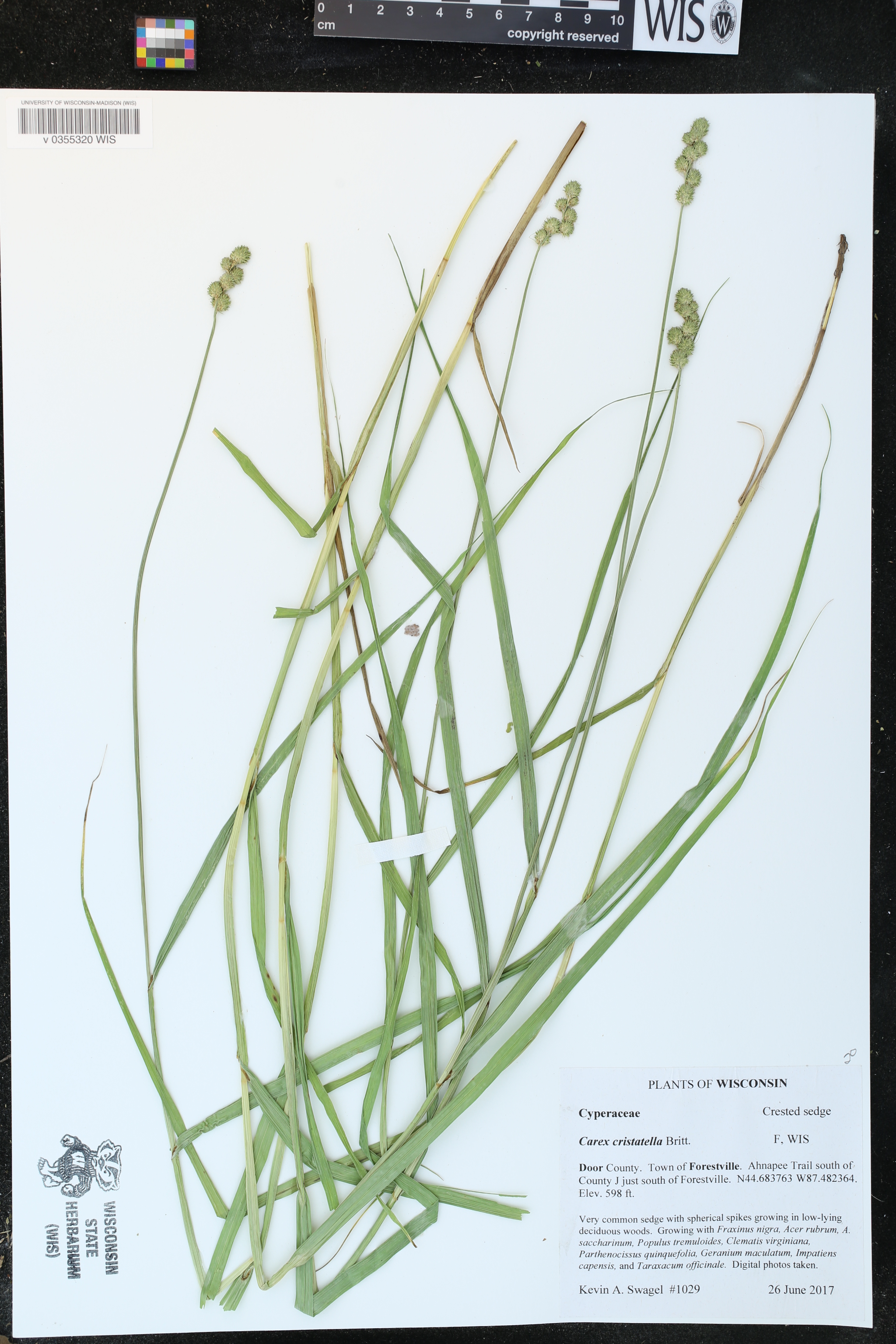 Carex cristatella image