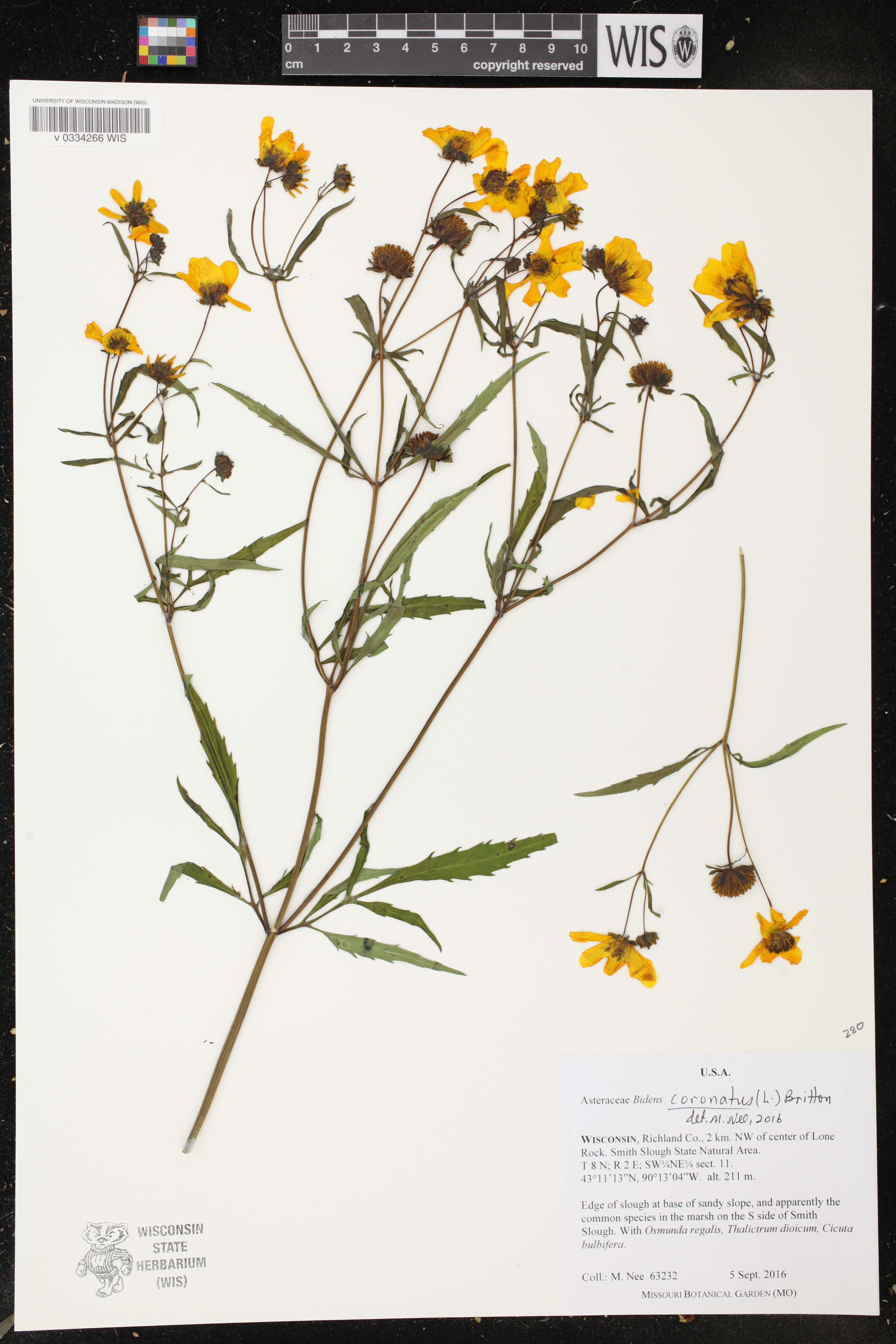 Bidens connata image