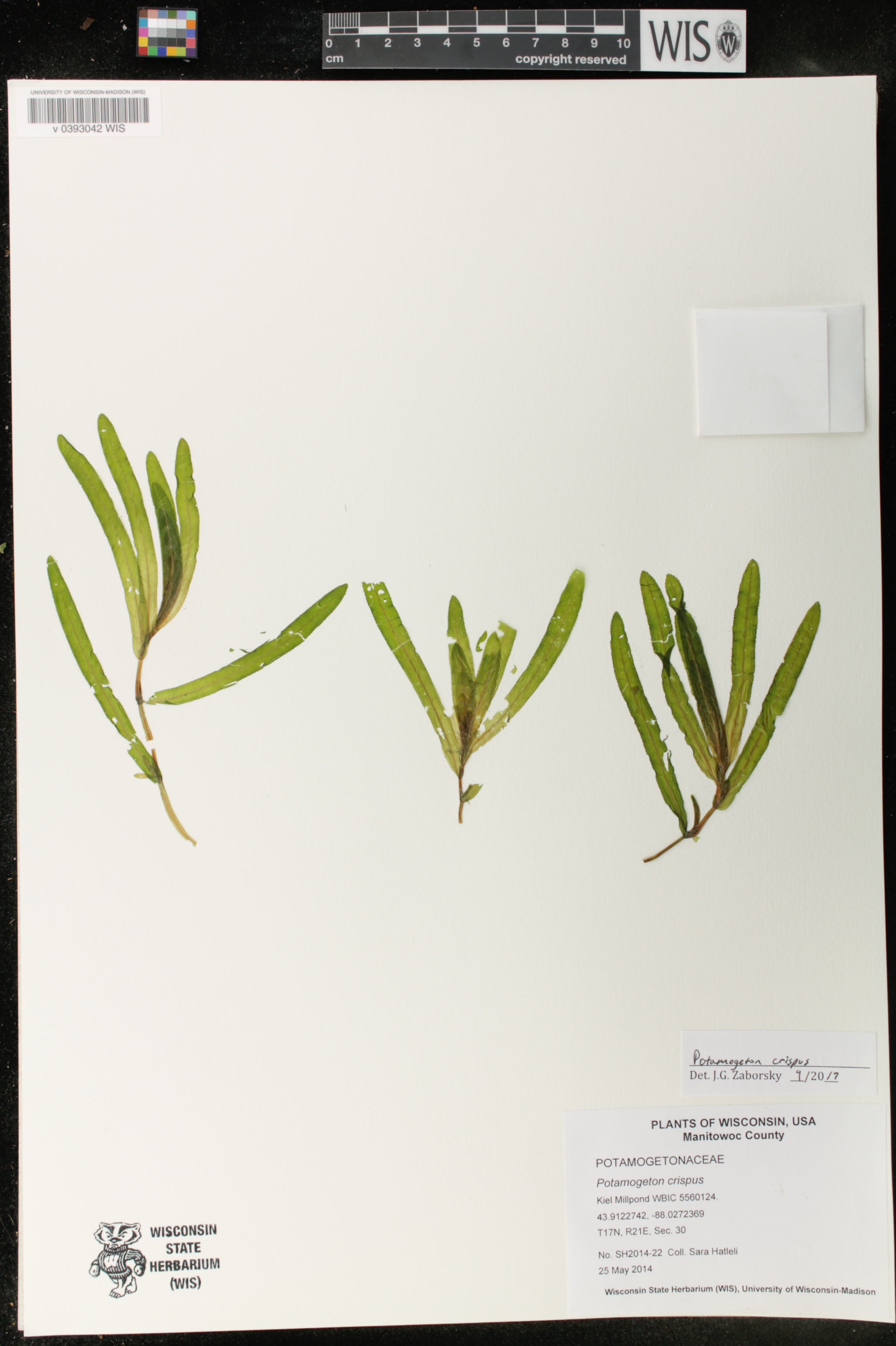 Potamogeton crispus image