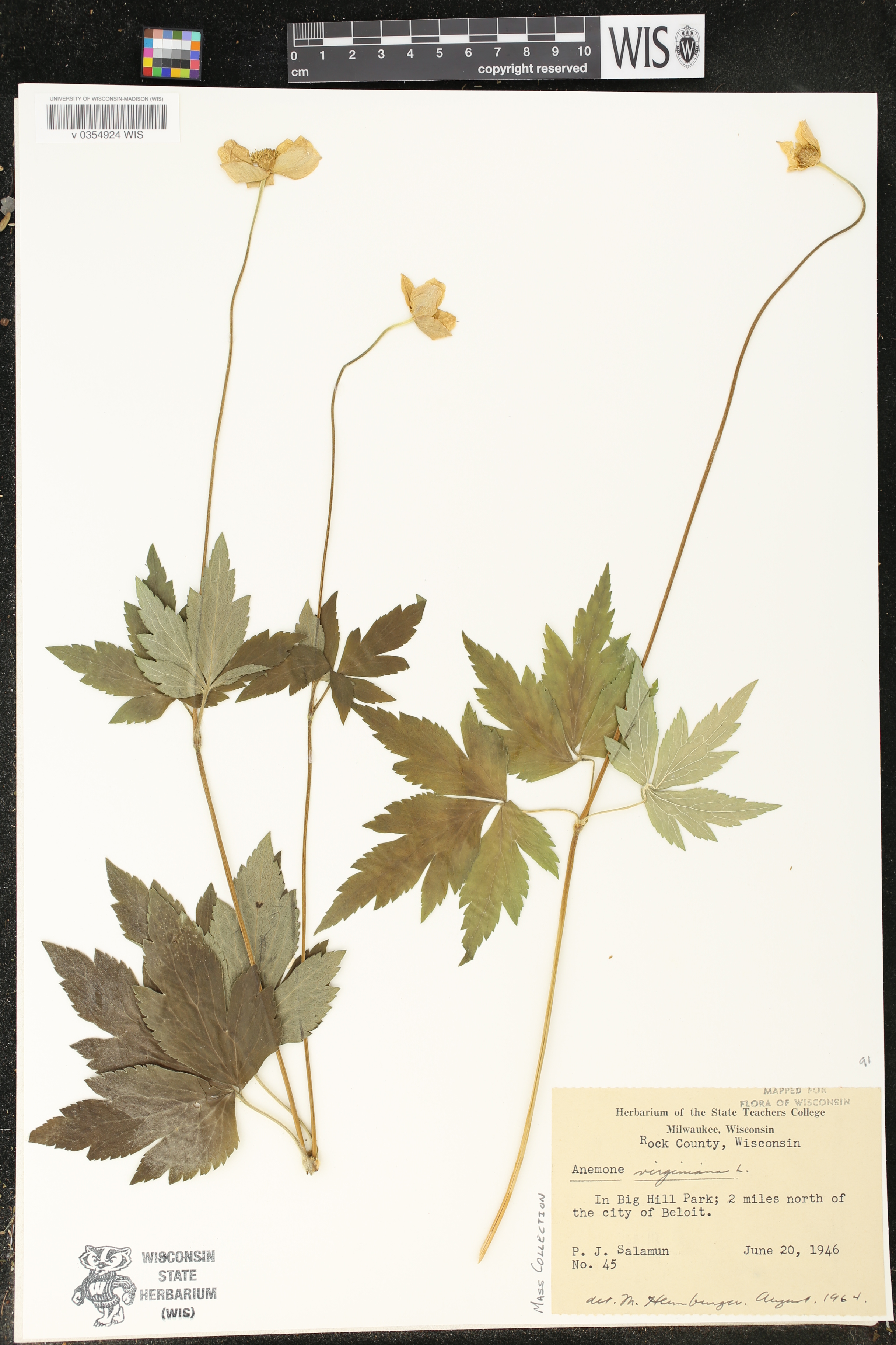 Anemone virginiana image