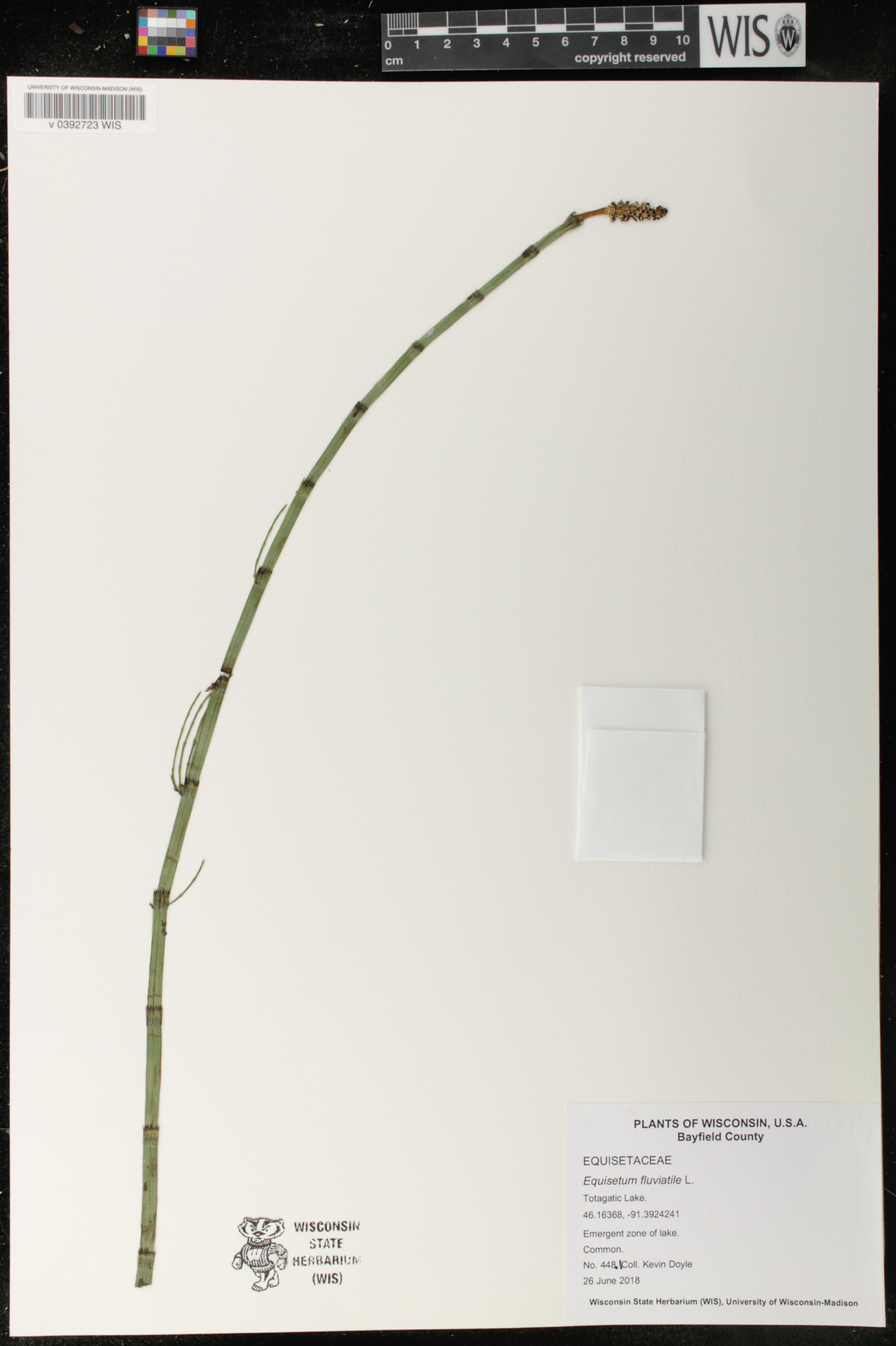 Equisetum fluviatile image