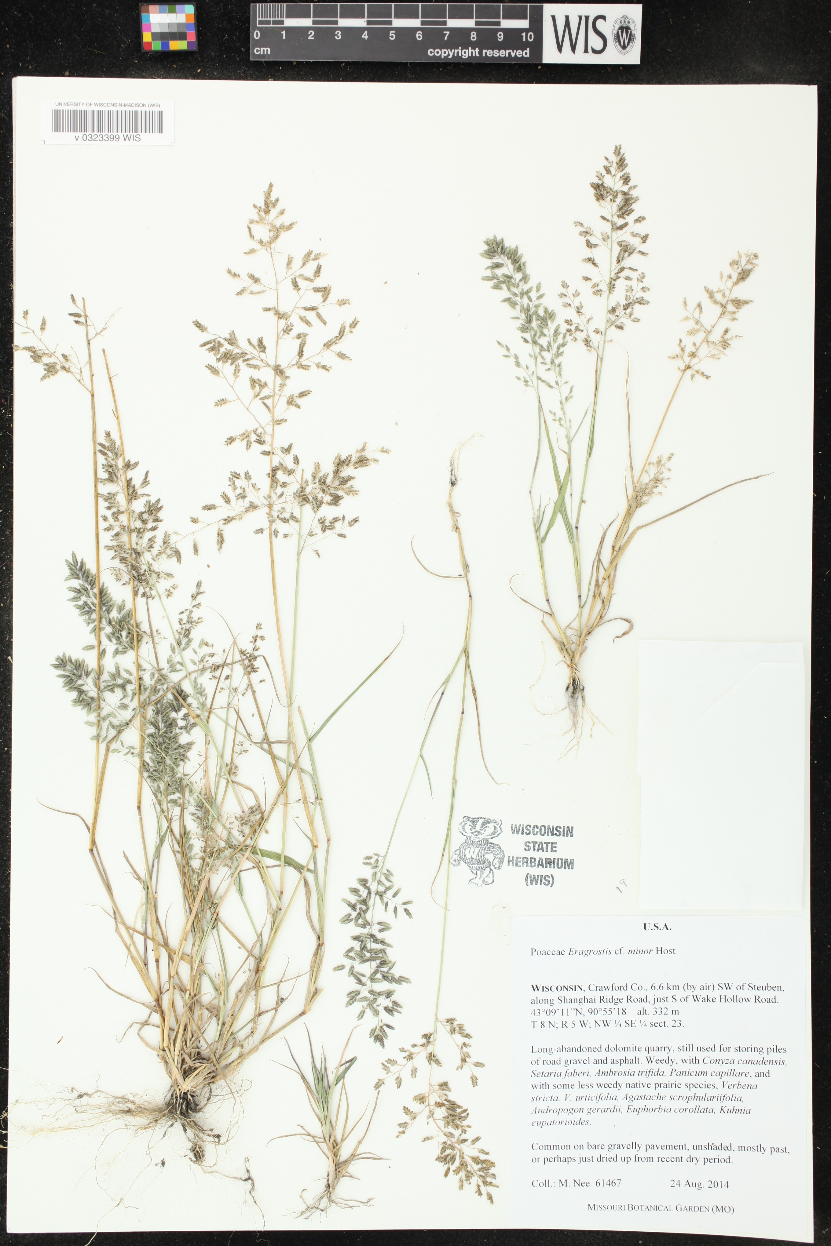 Eragrostis minor image