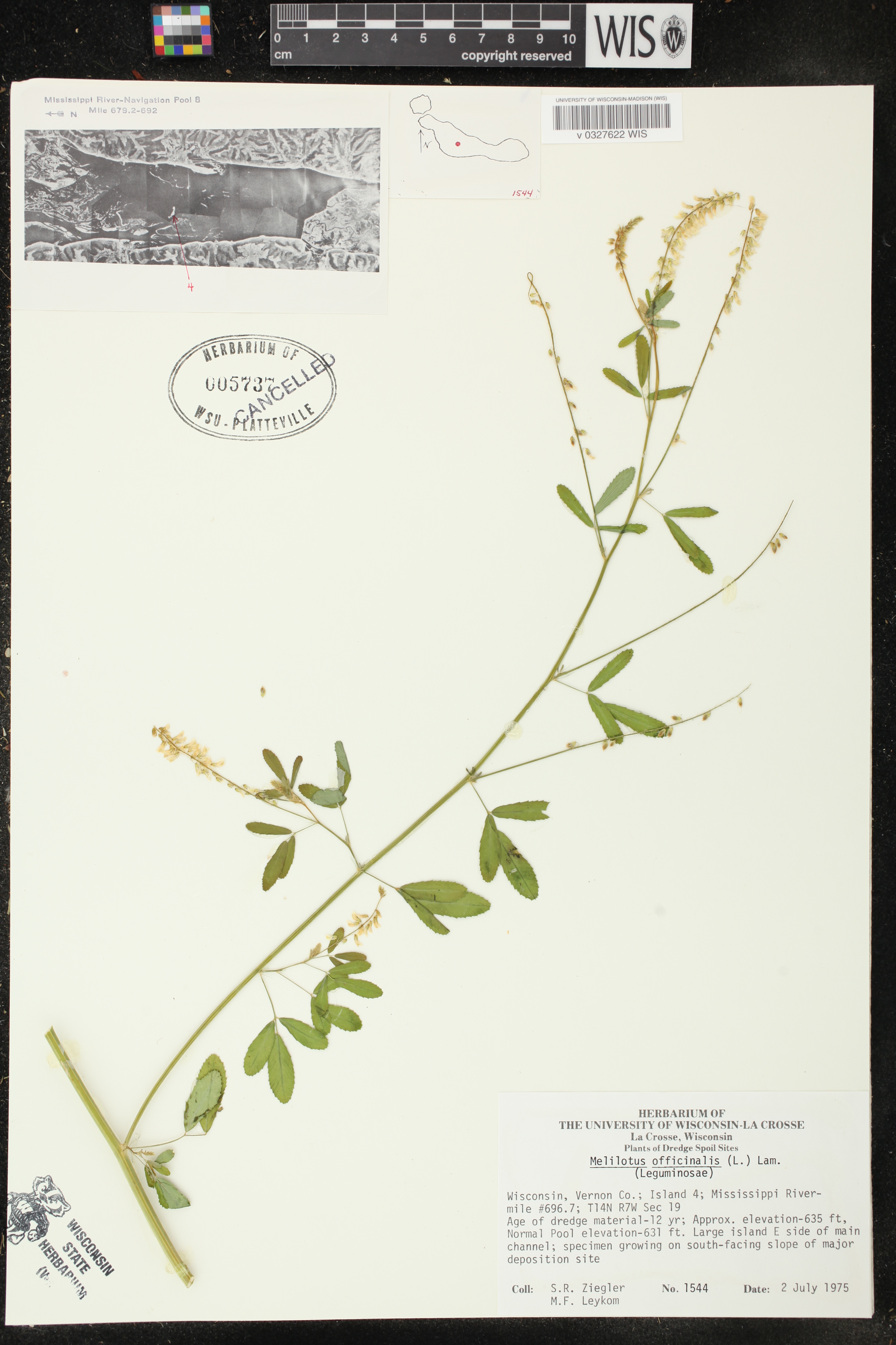 Melilotus officinalis image