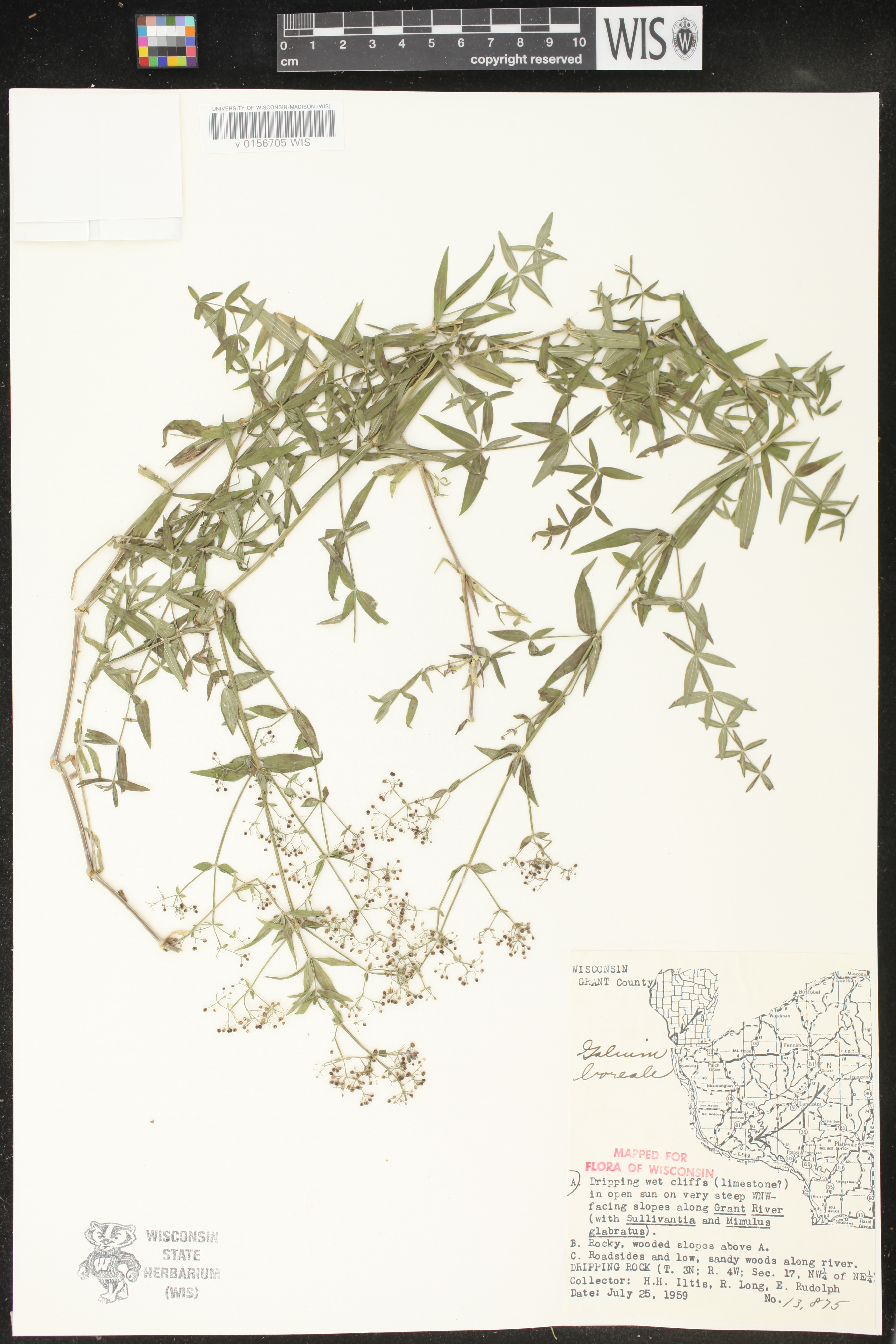 Galium boreale image