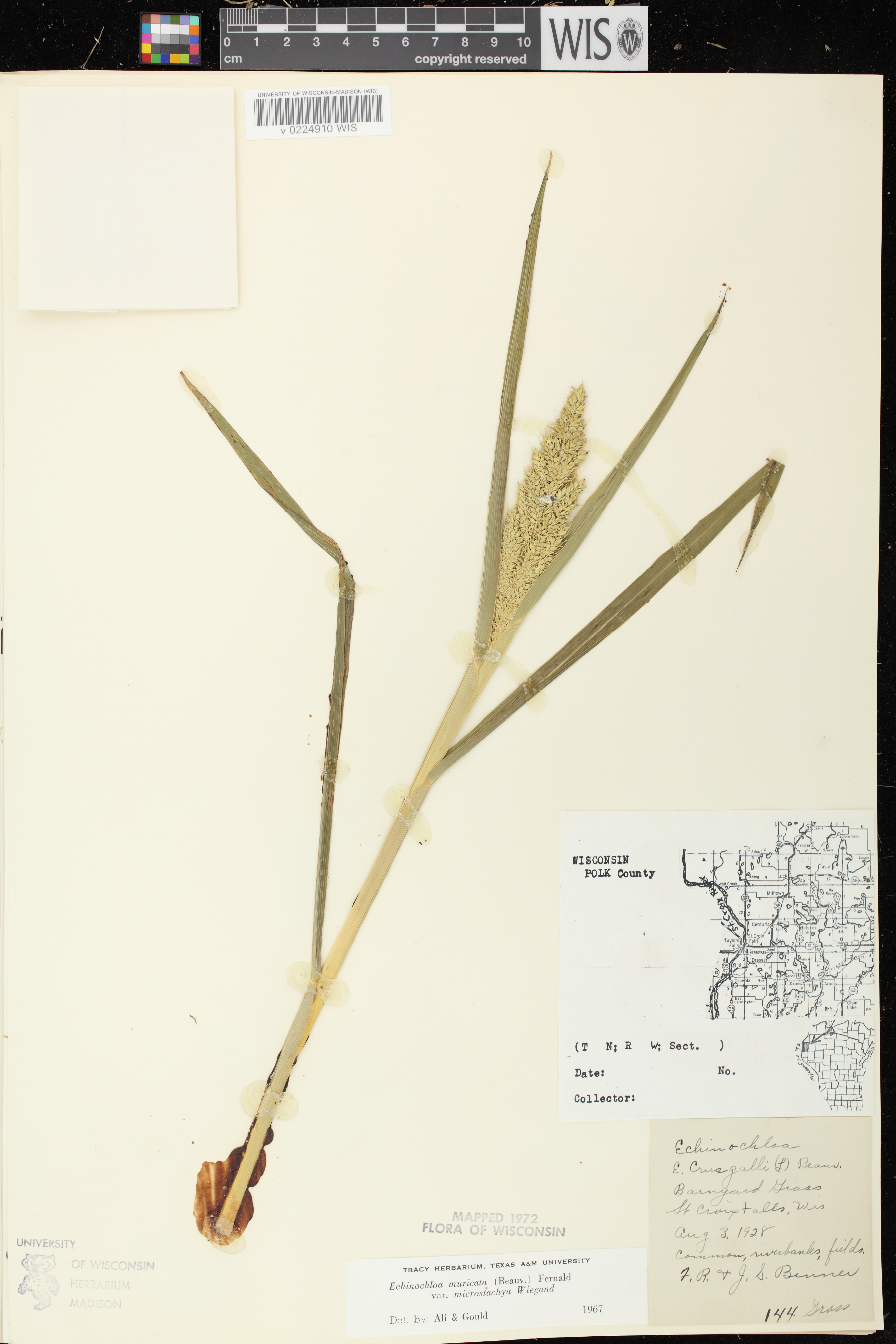 Echinochloa muricata var. microstachya image