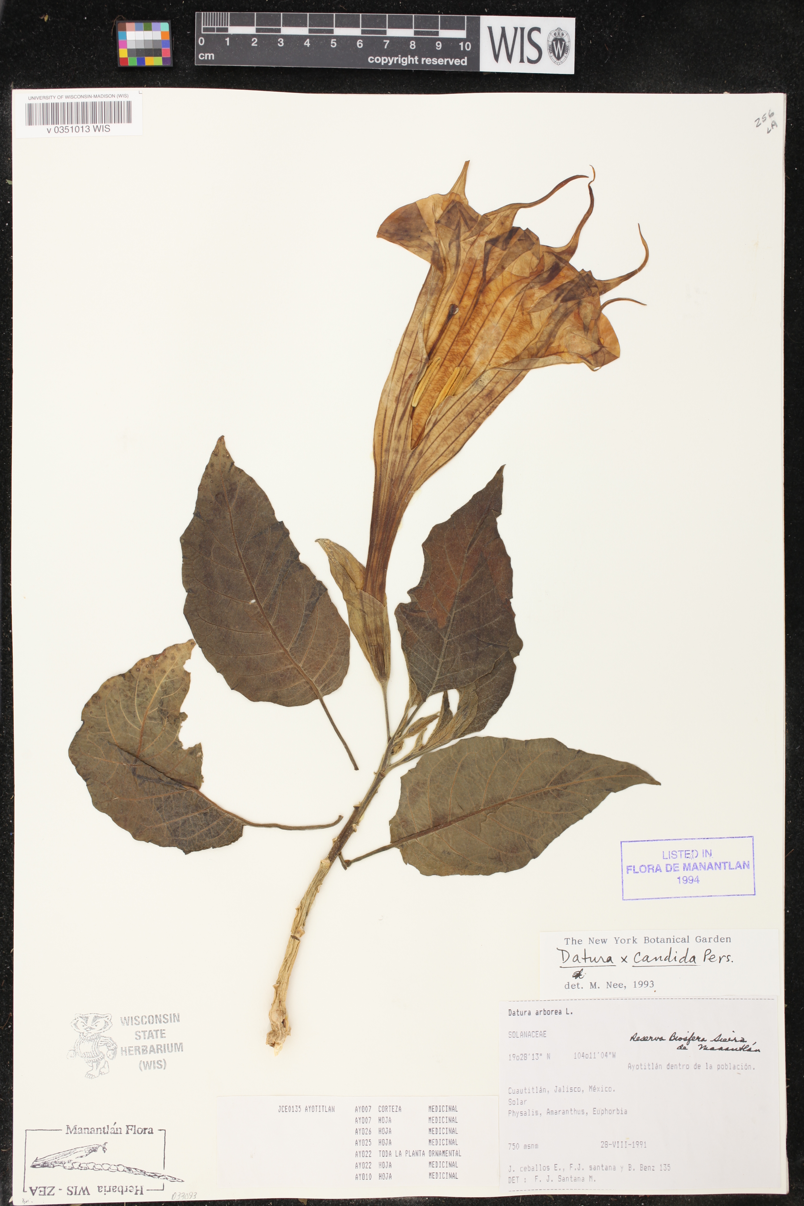 Datura candida image