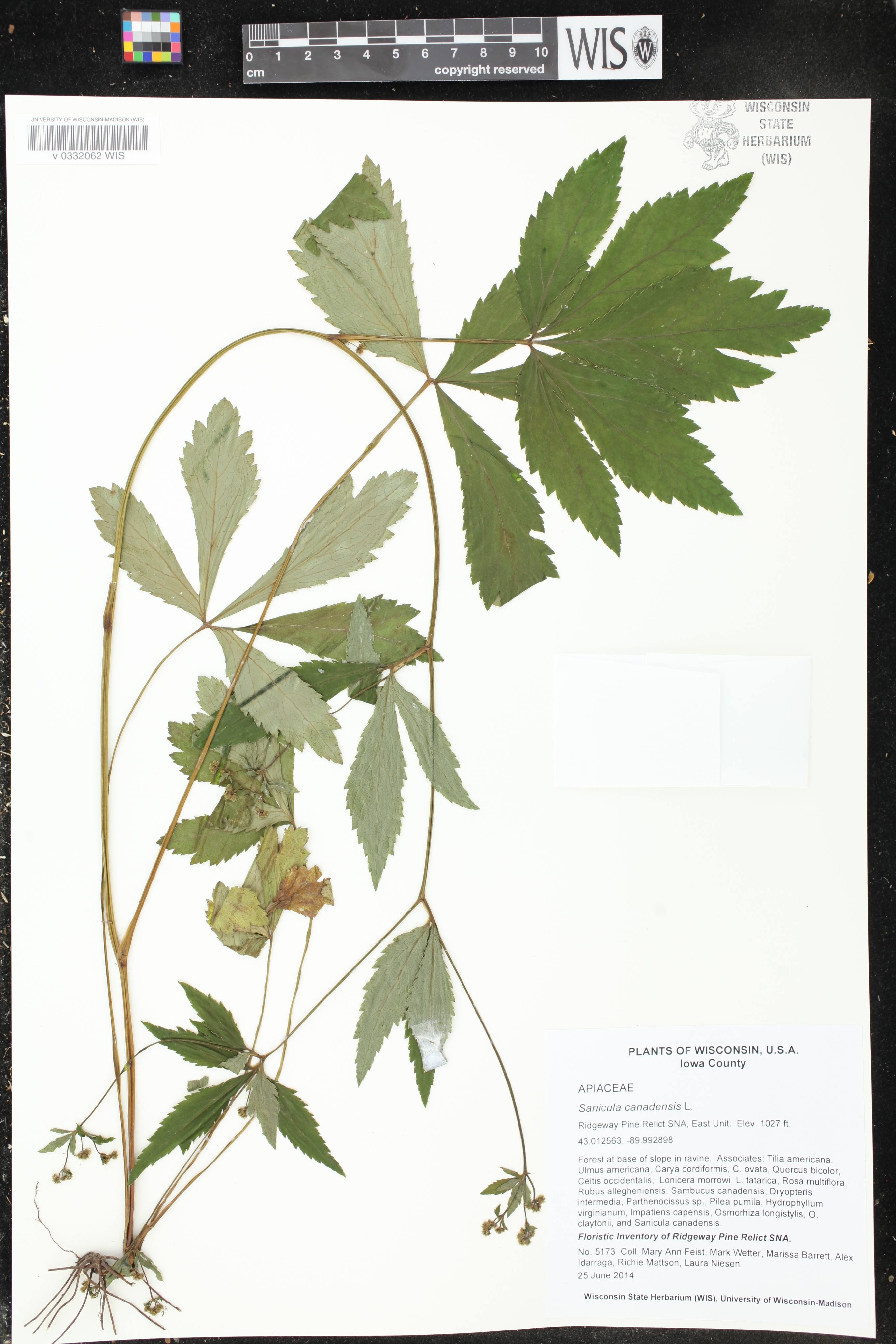 Sanicula canadensis image