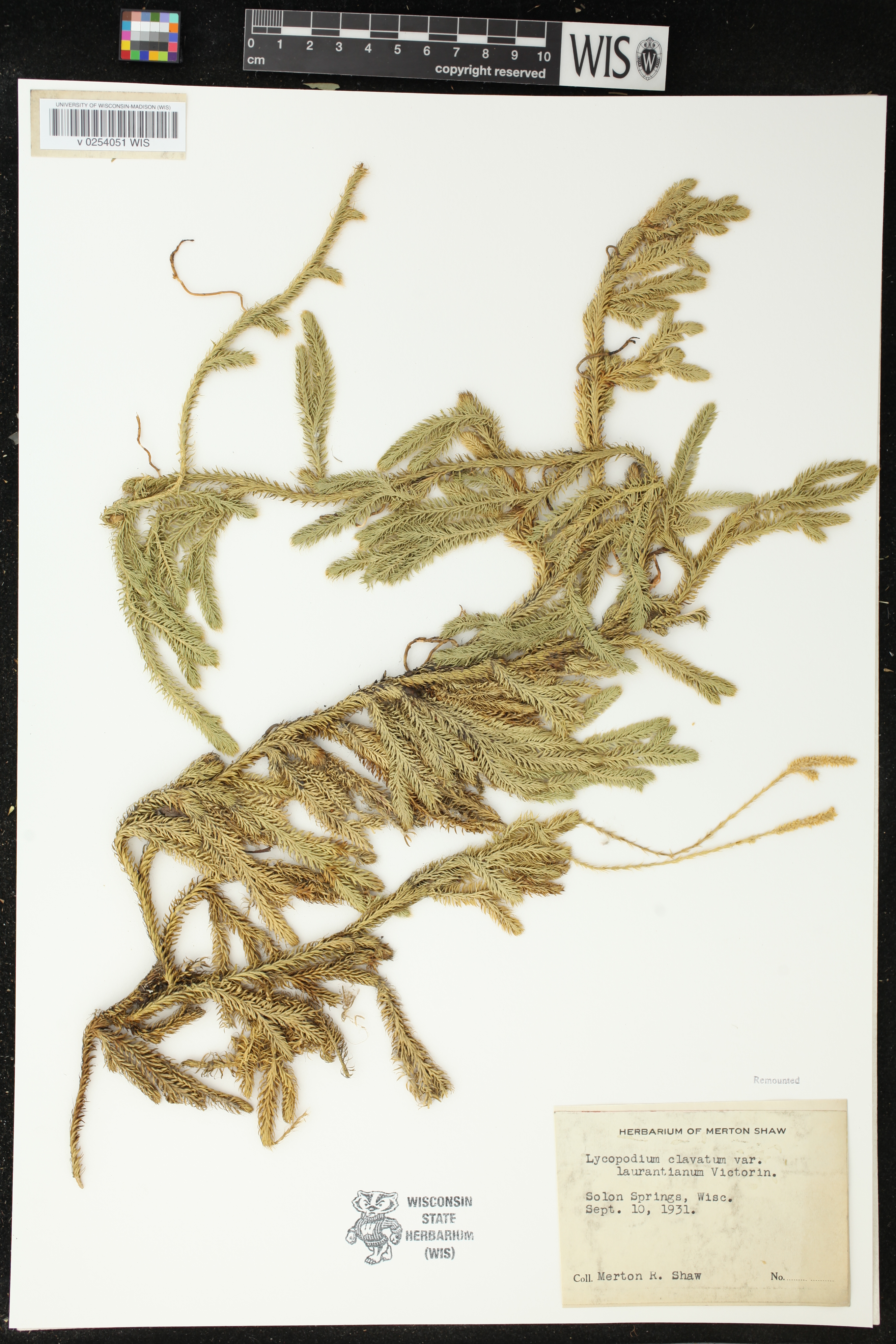 Lycopodium clavatum image