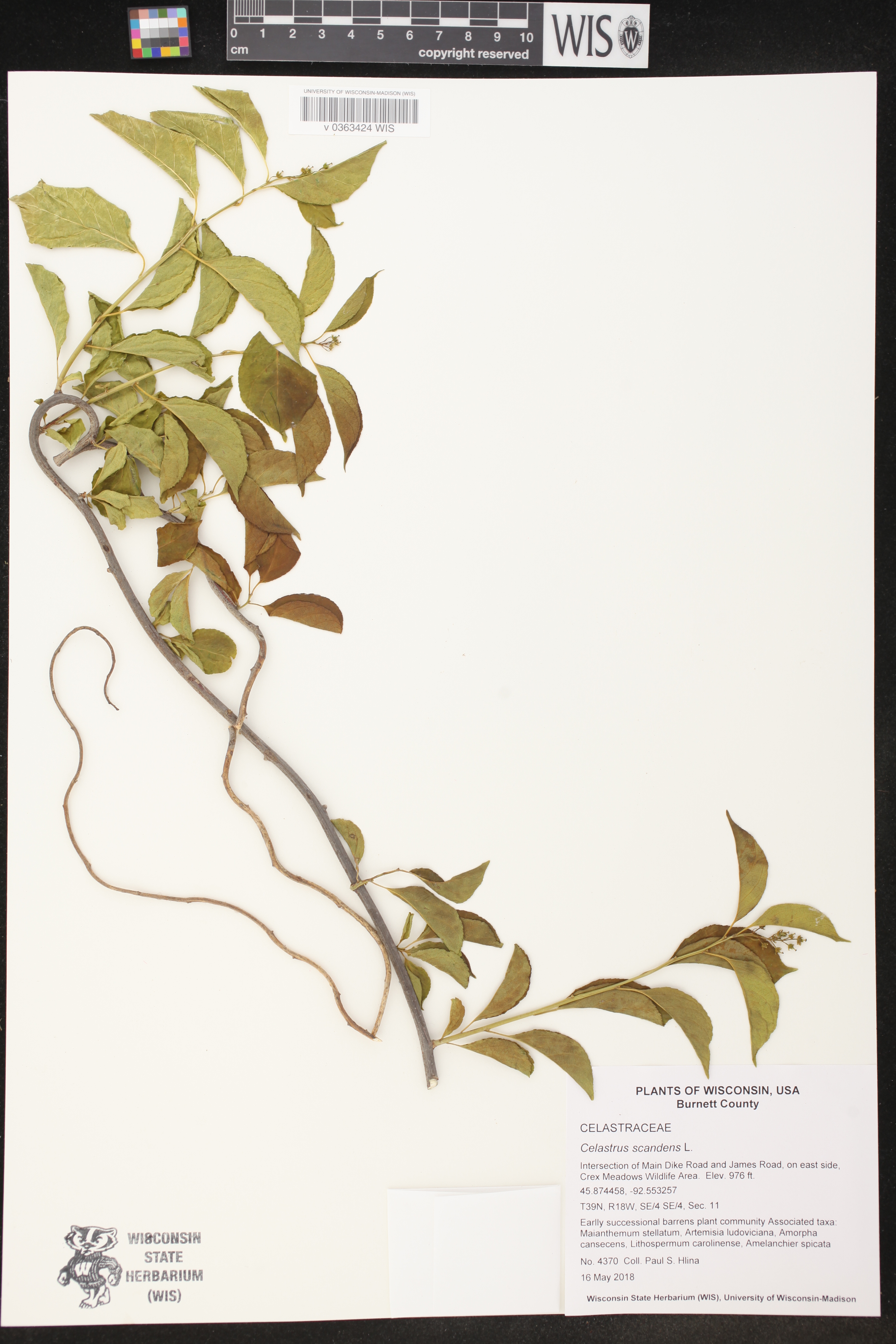 Celastrus scandens image