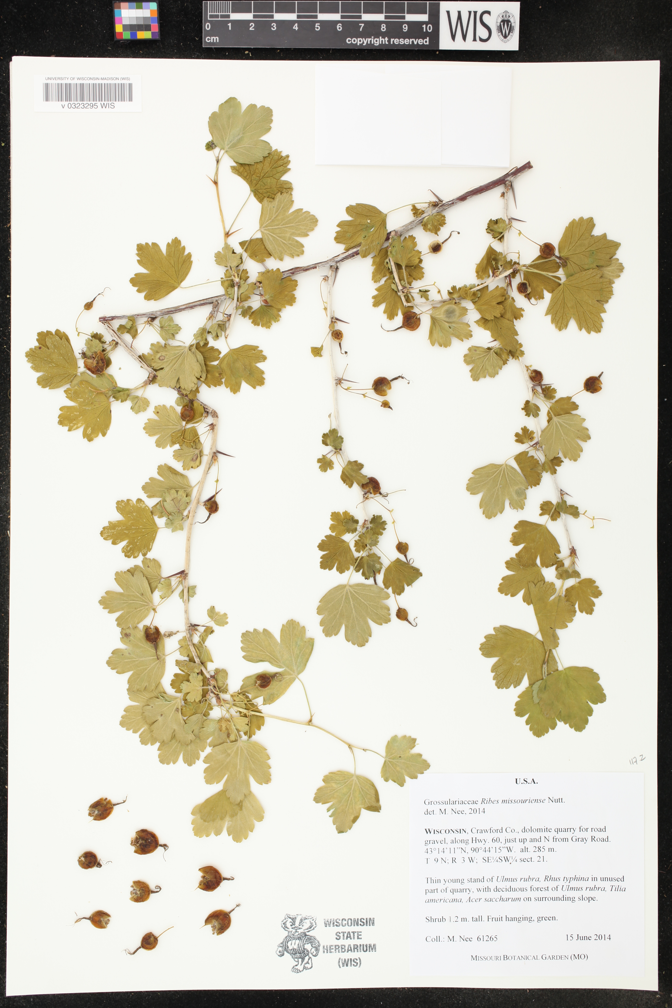 Ribes missouriense image