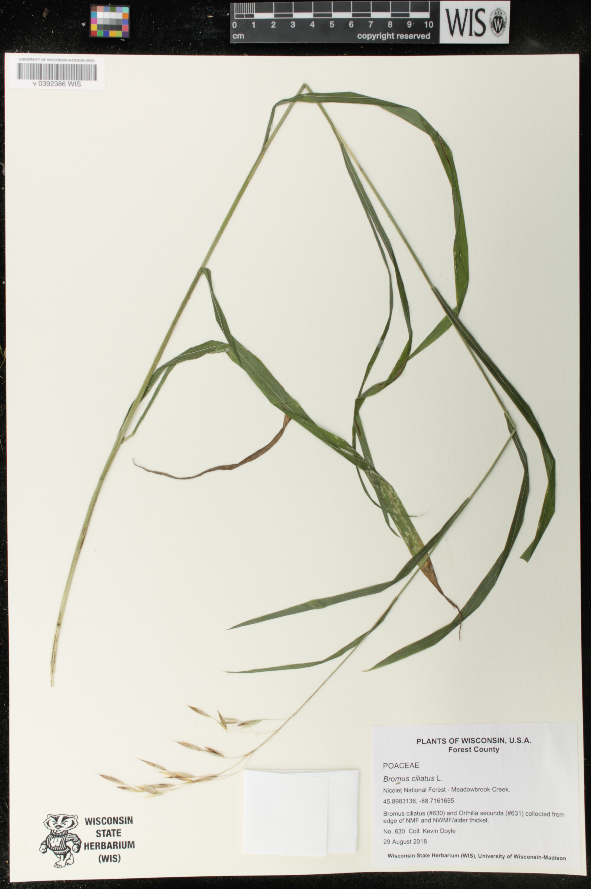 Bromus ciliatus image