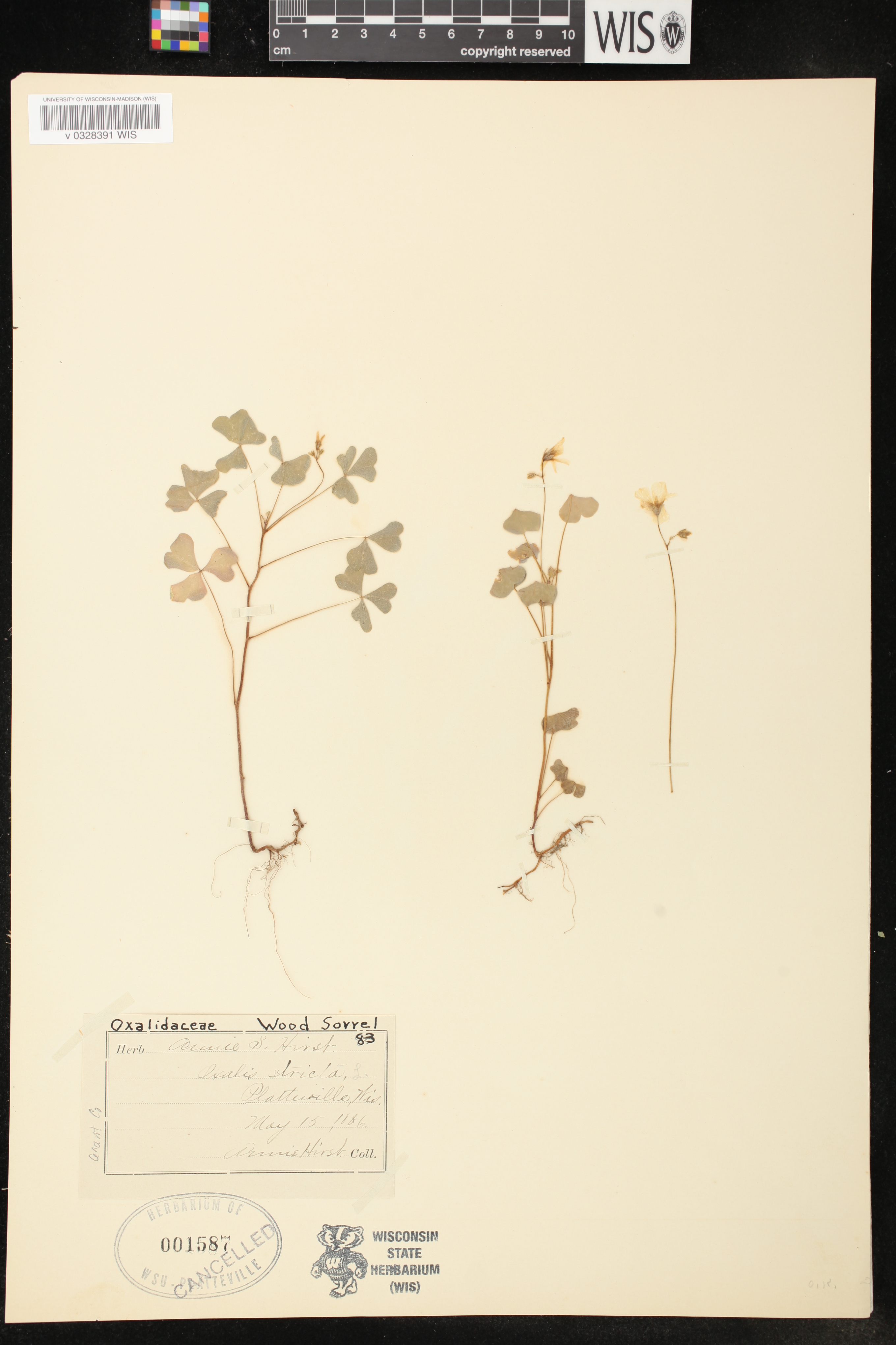 Oxalis stricta image