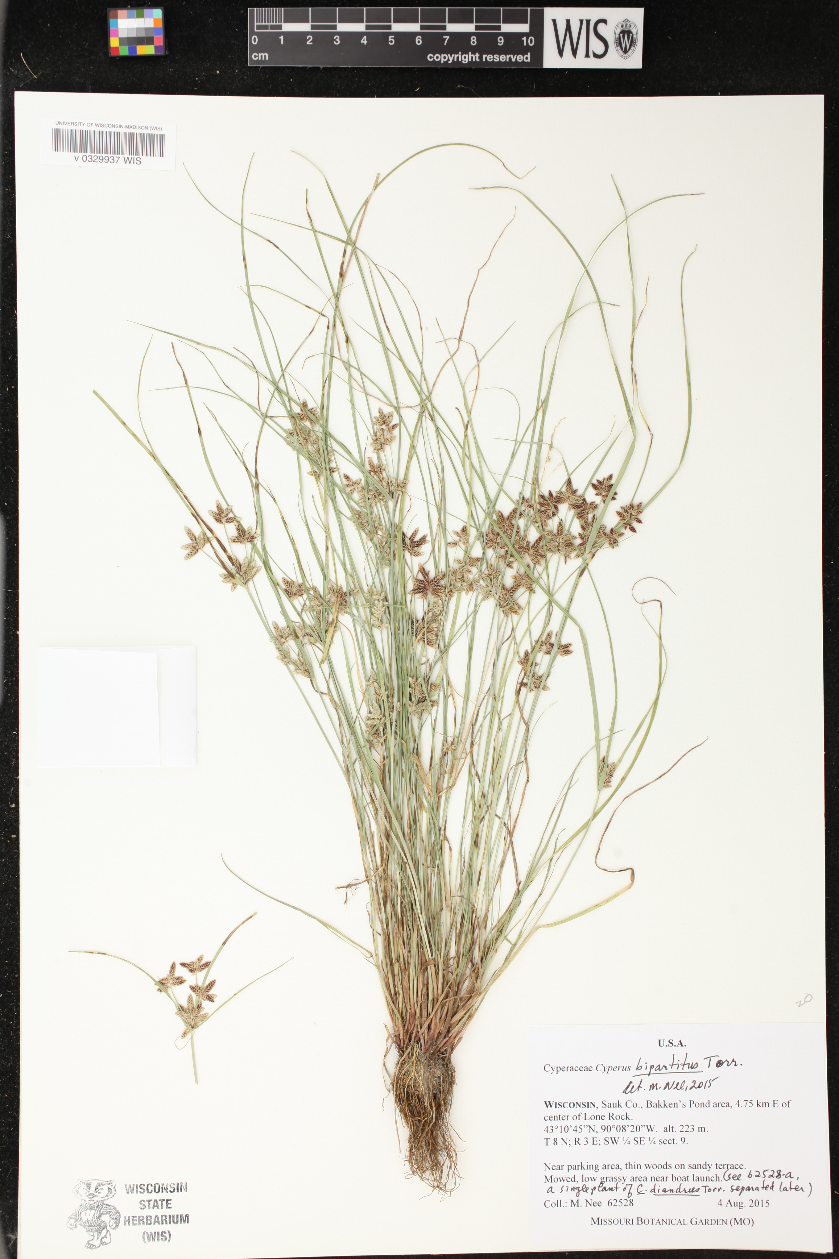Cyperus bipartitus image