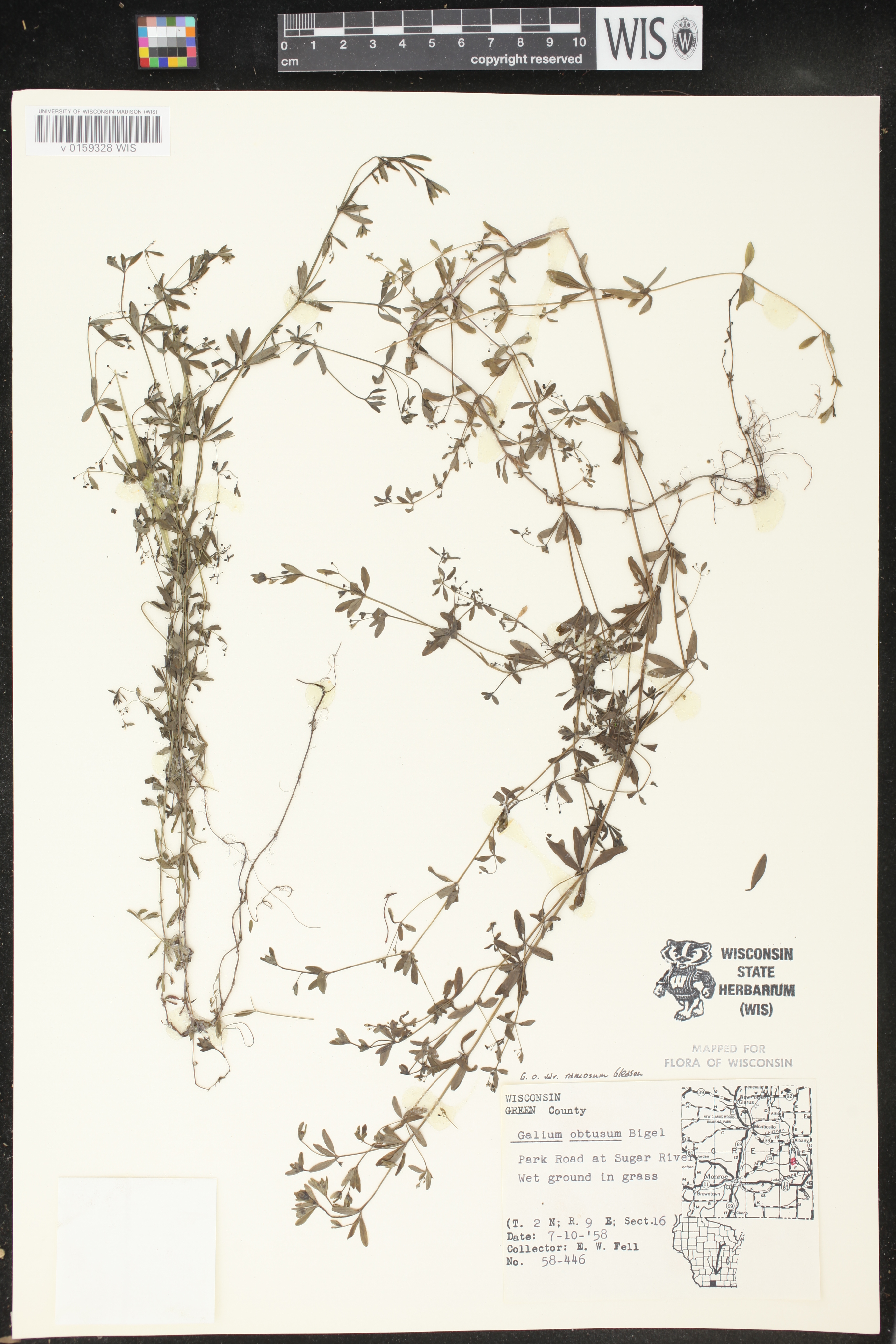 Galium obtusum subsp. obtusum image
