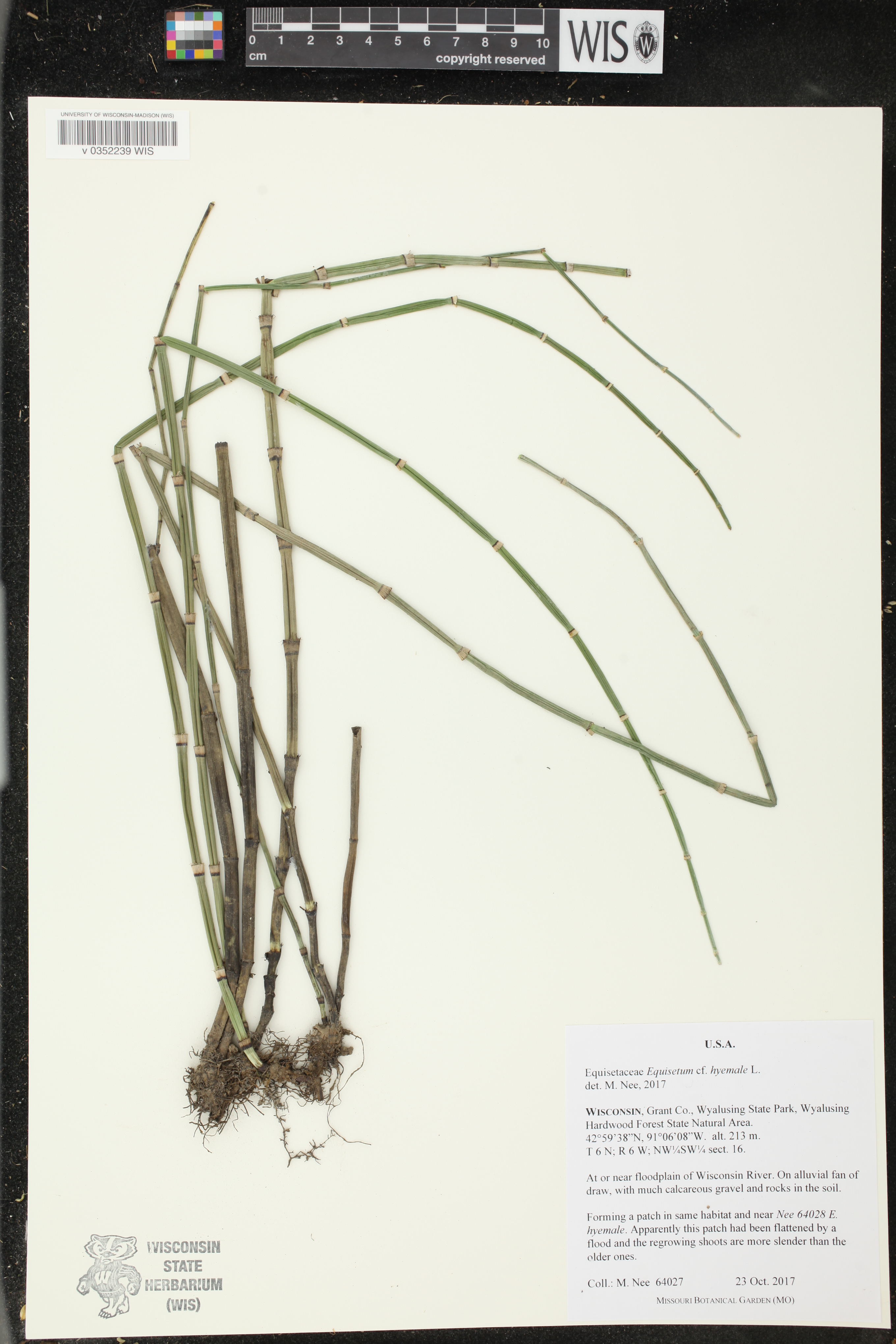 Equisetum hyemale image