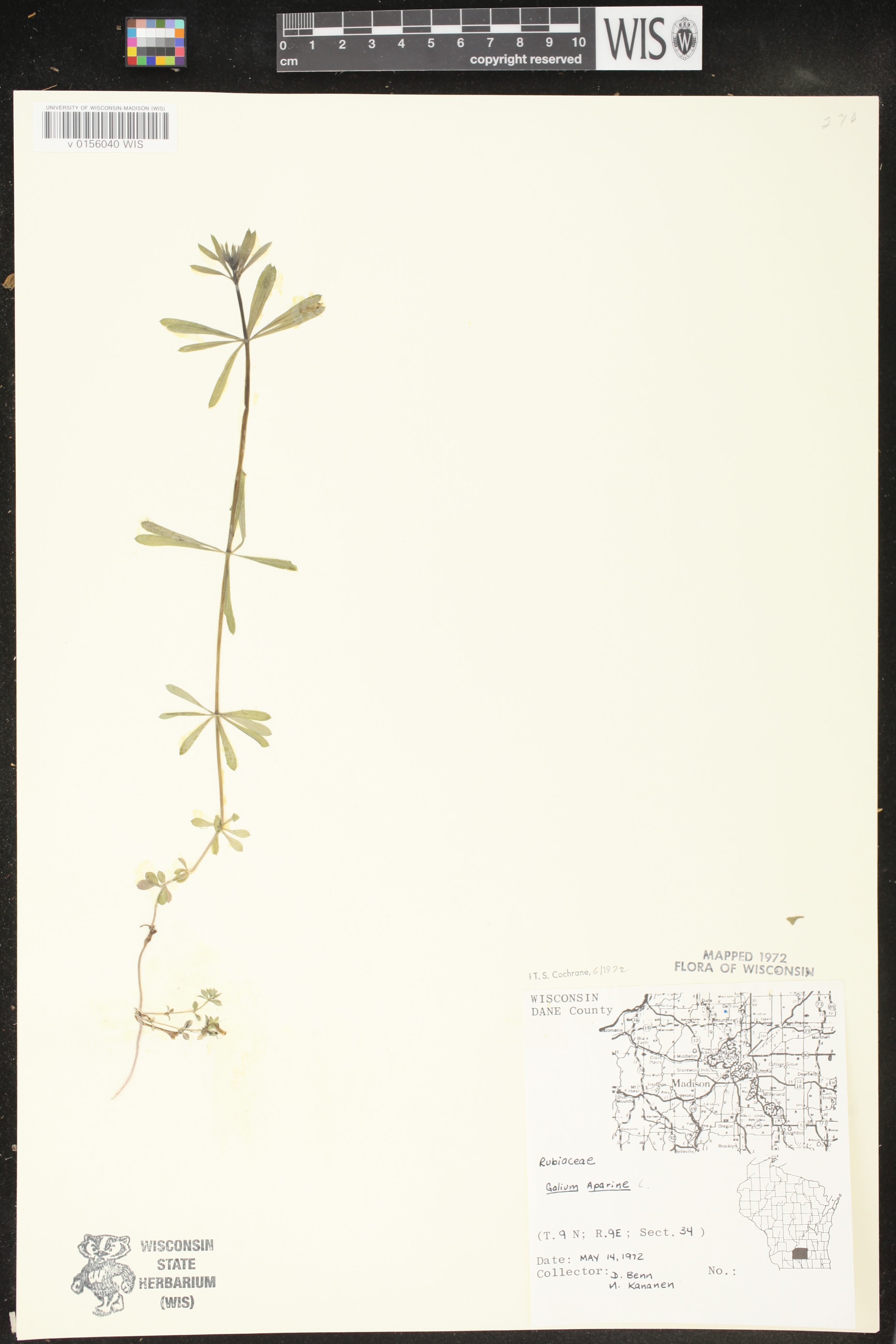 Galium aparine image