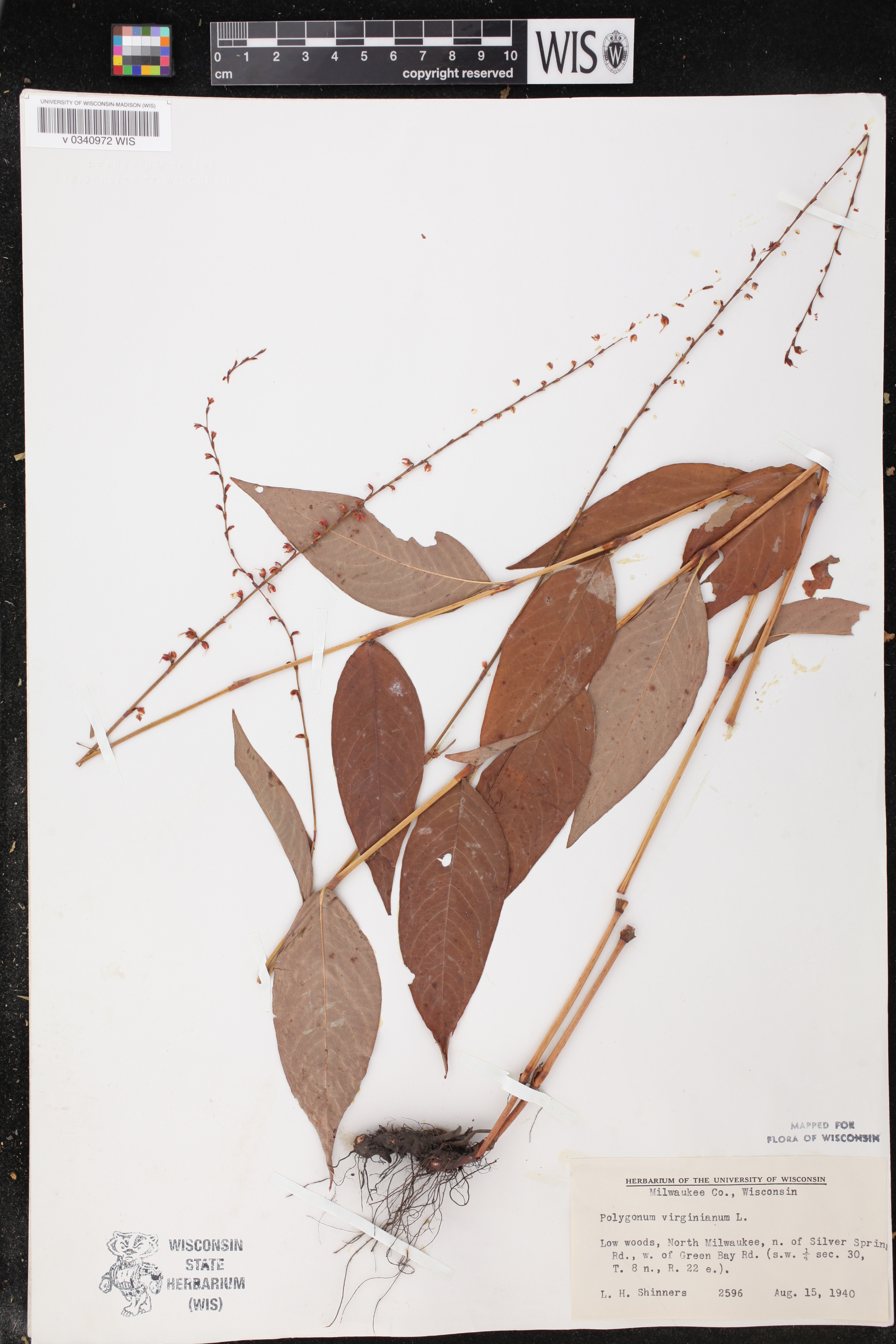 Persicaria virginiana image