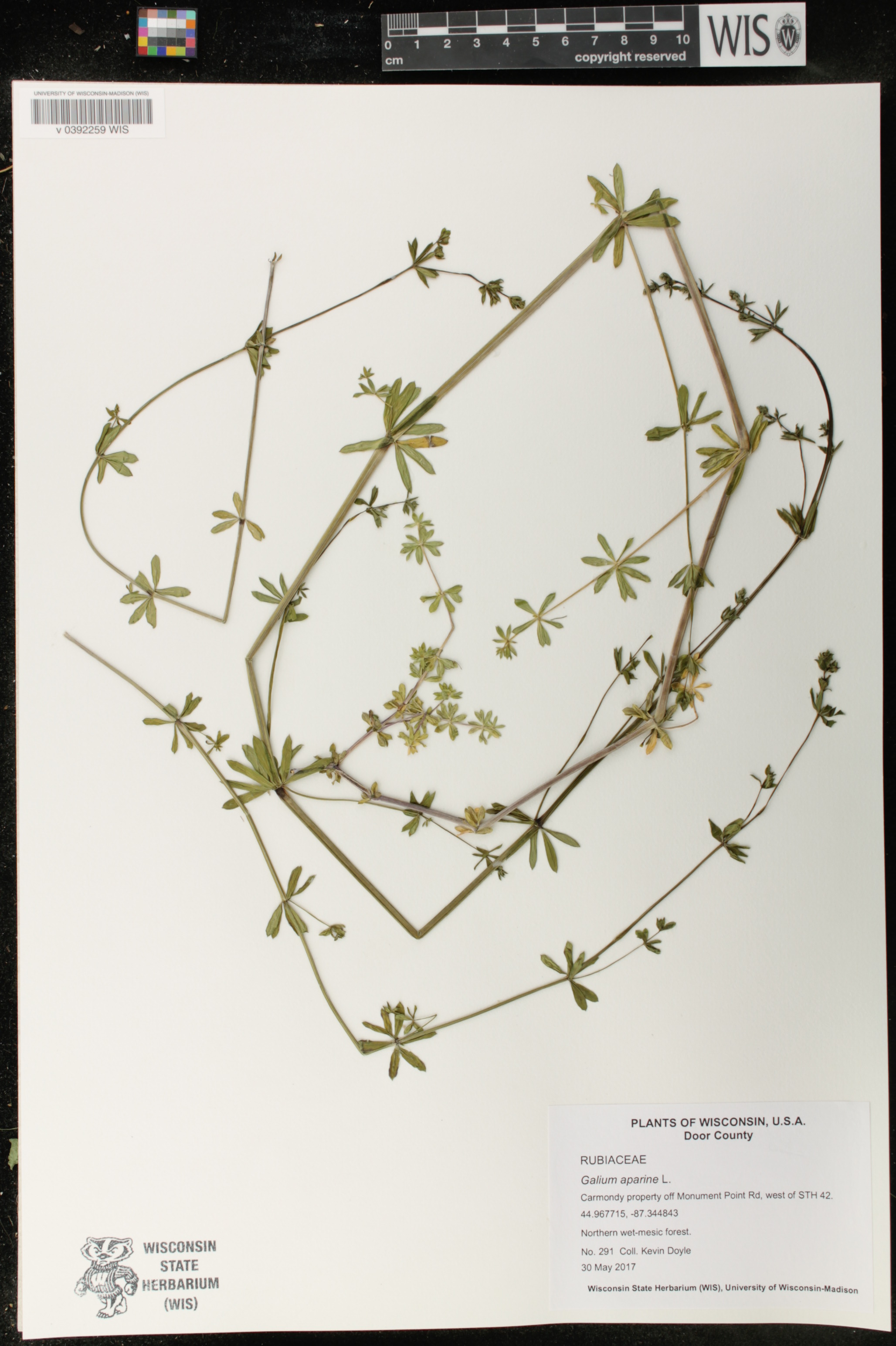 Galium aparine image