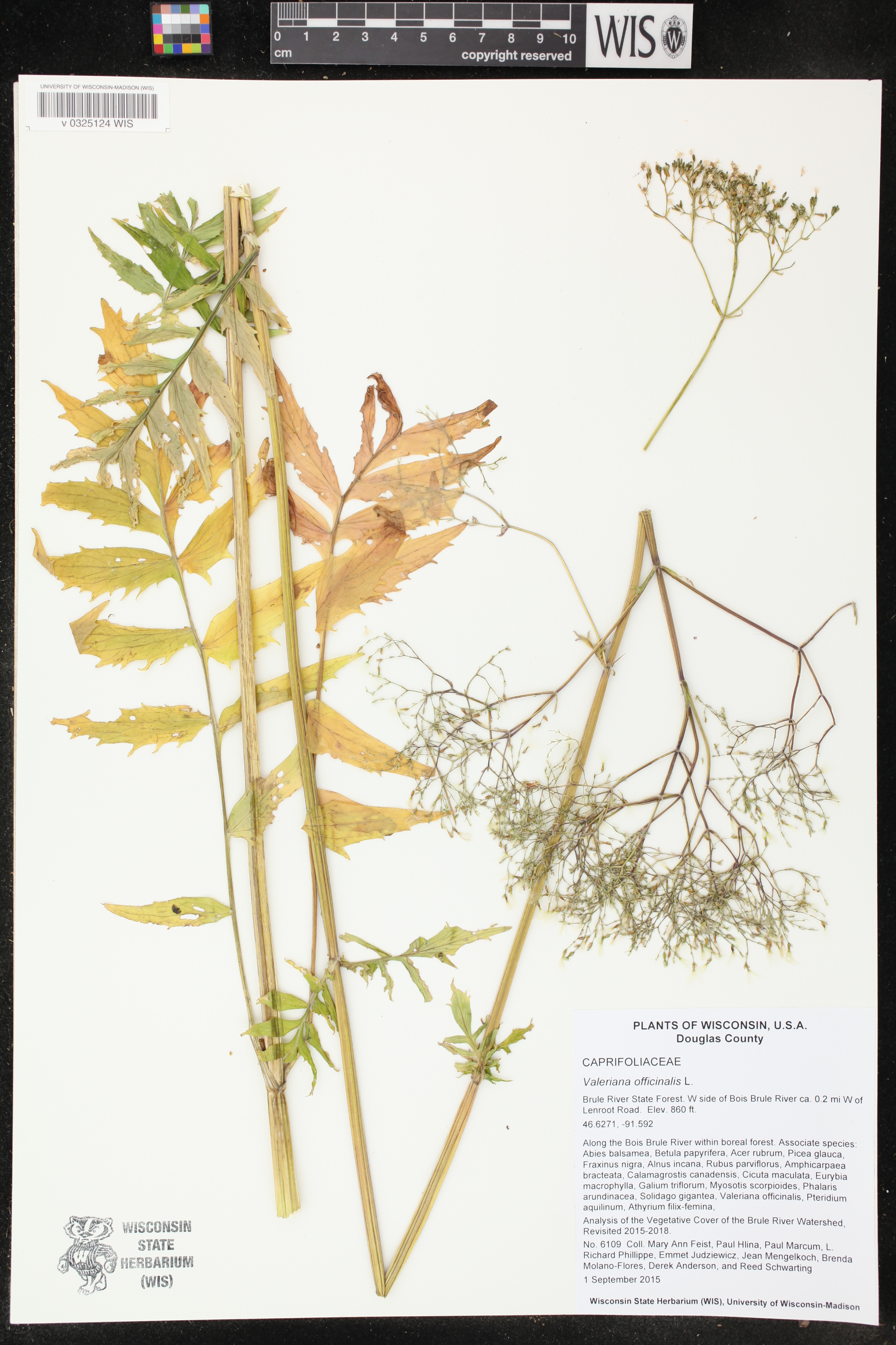Valeriana officinalis image
