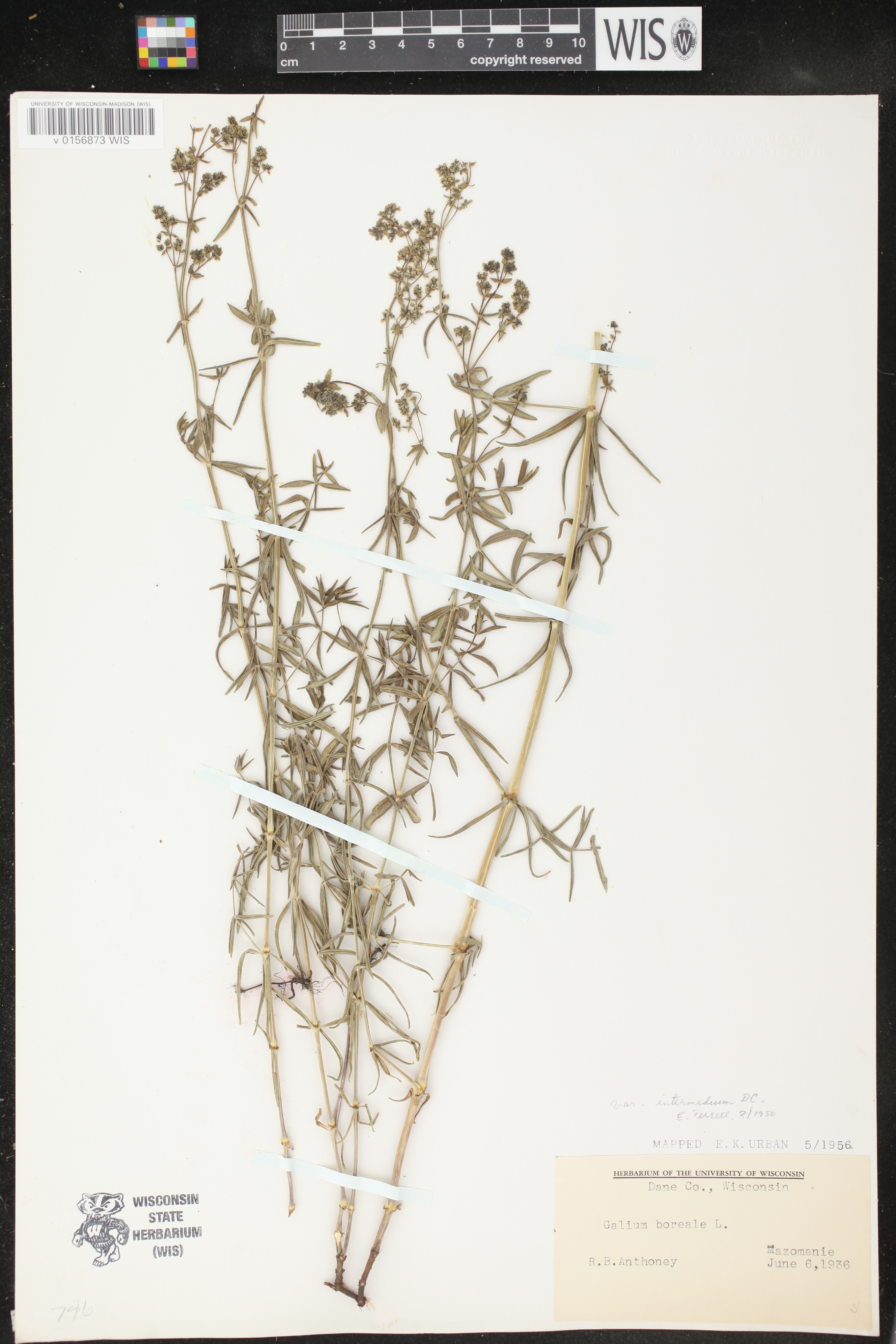 Galium boreale image