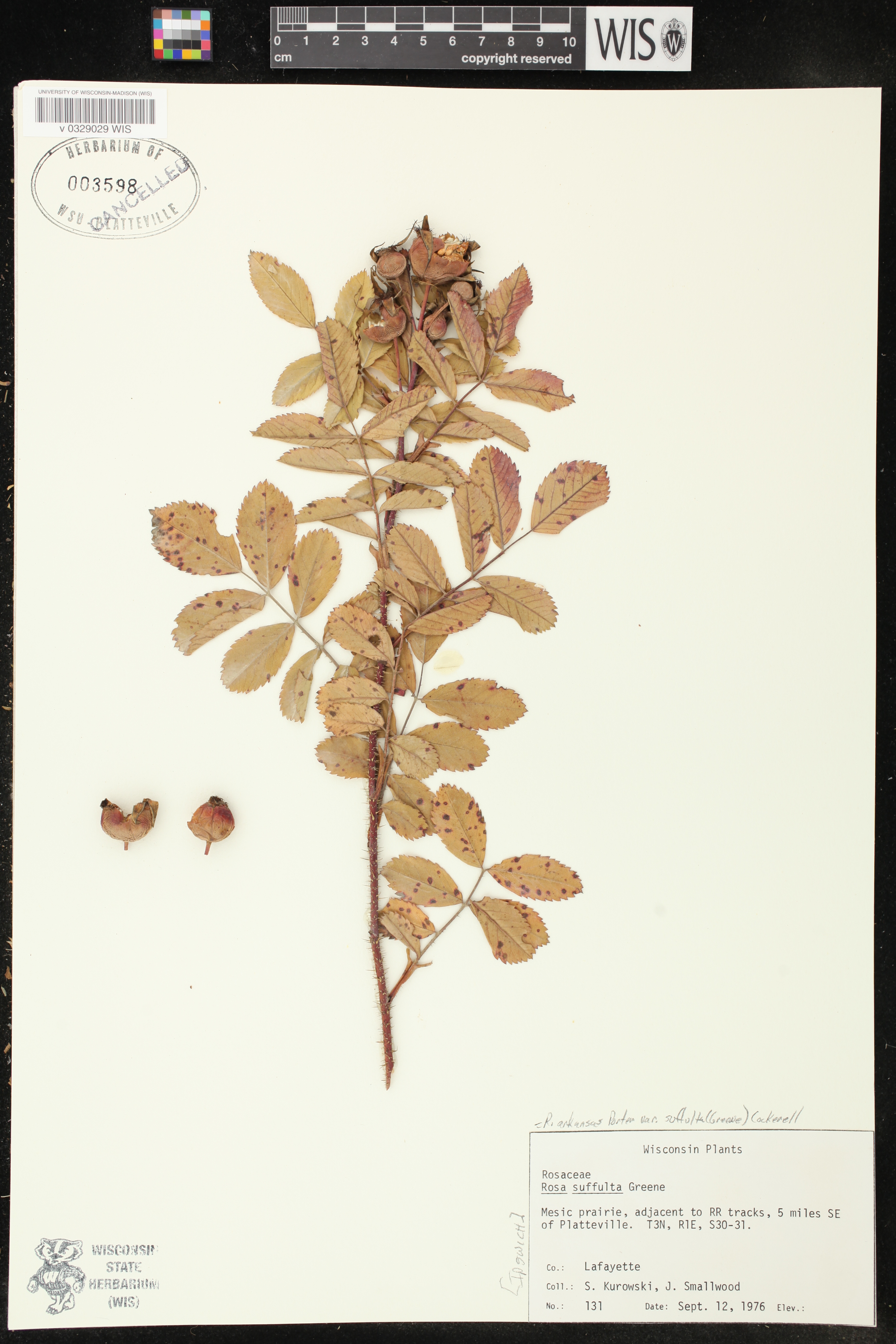Rosa arkansana image