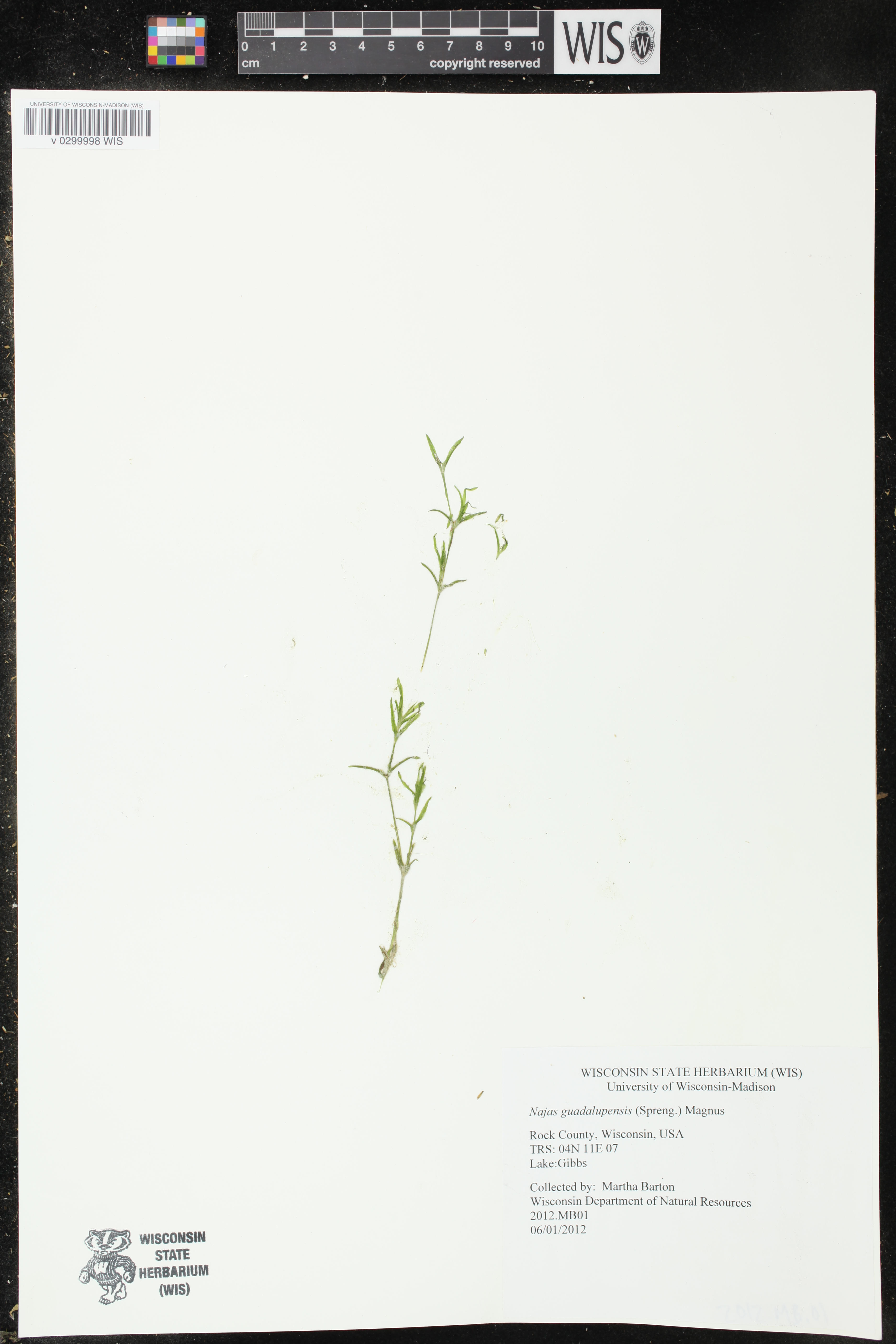 Najas guadalupensis image