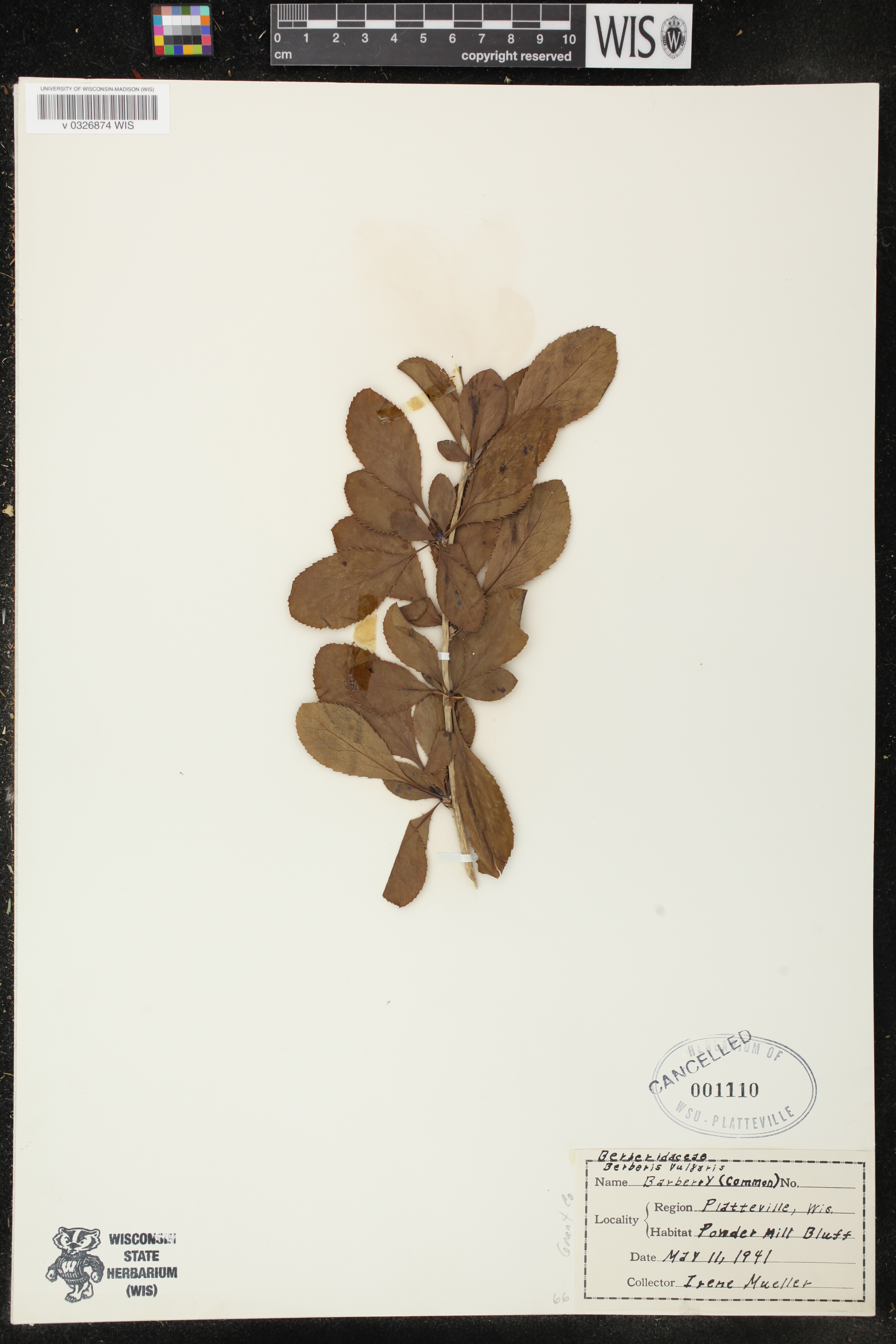 Berberis vulgaris image
