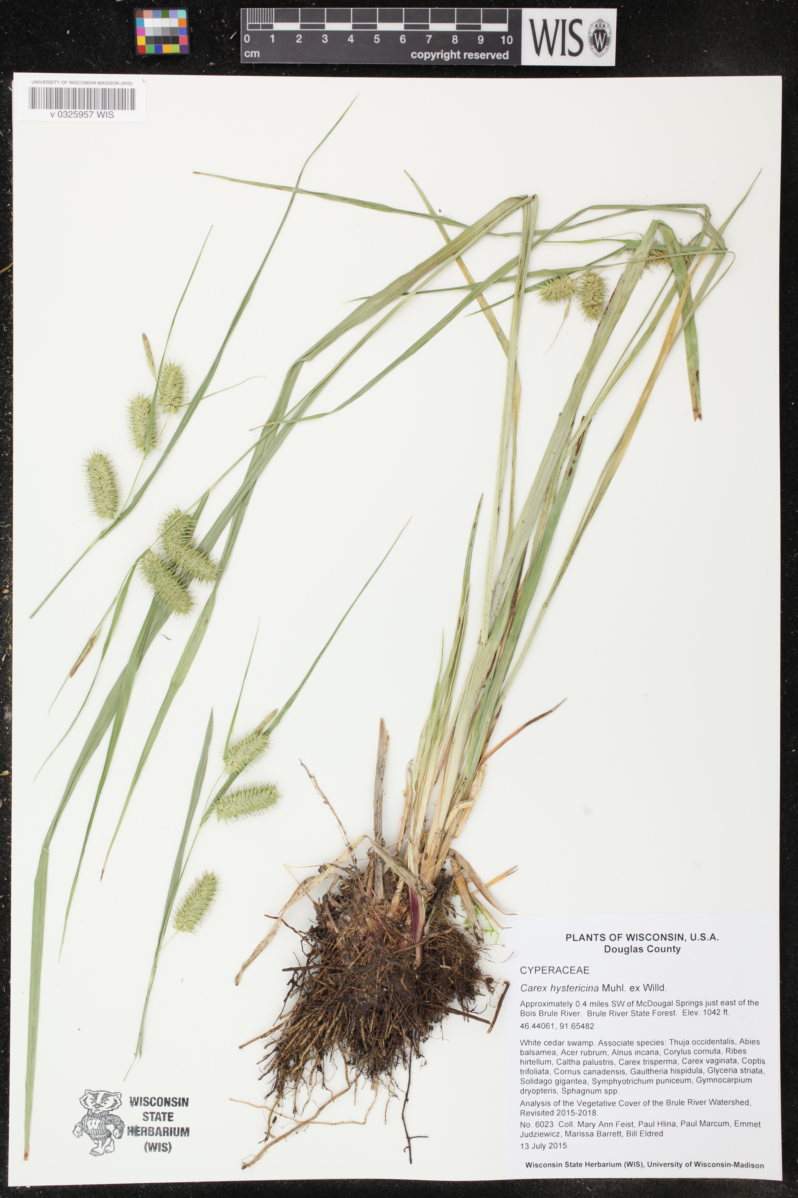 Carex hystericina image