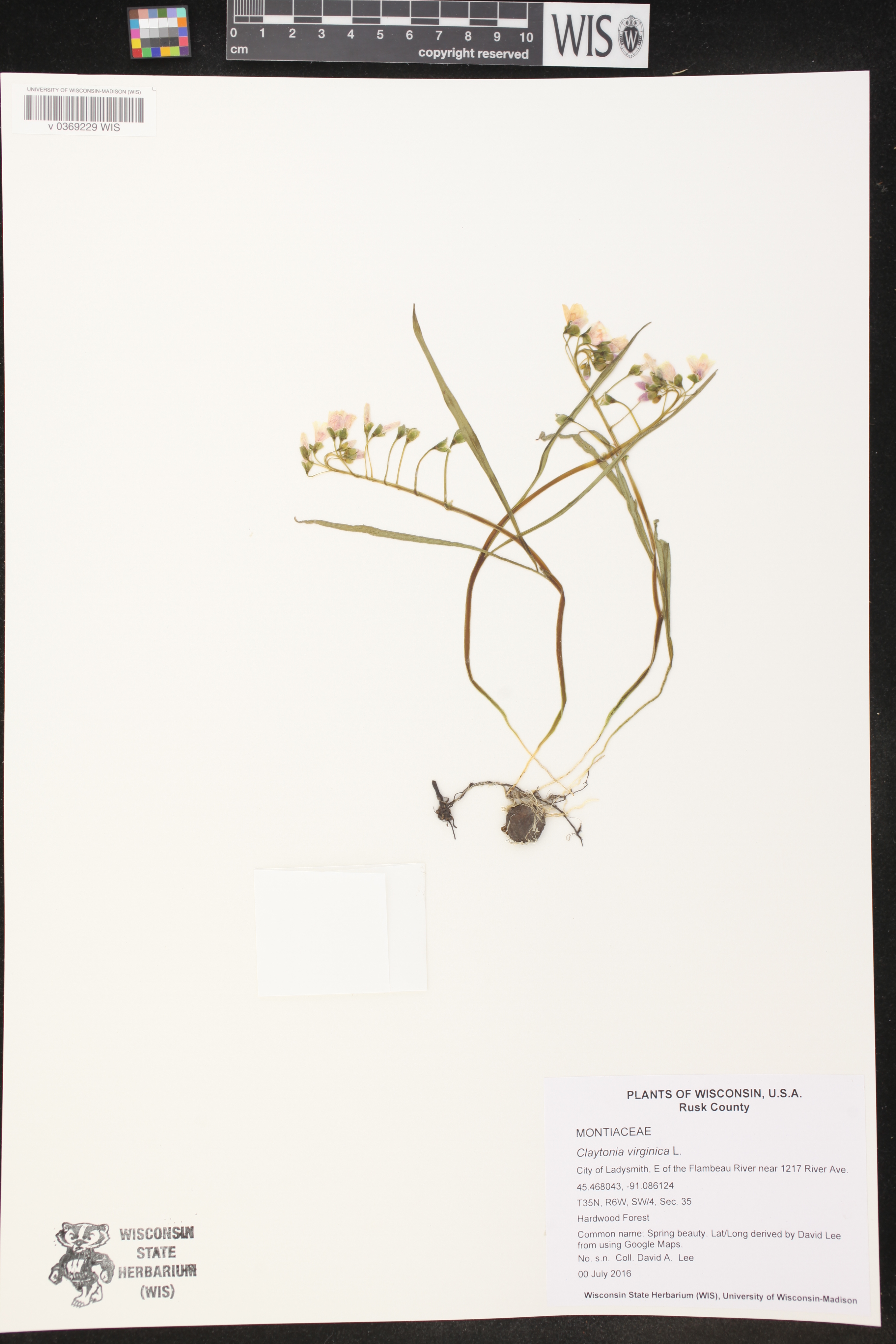 Claytonia virginica image