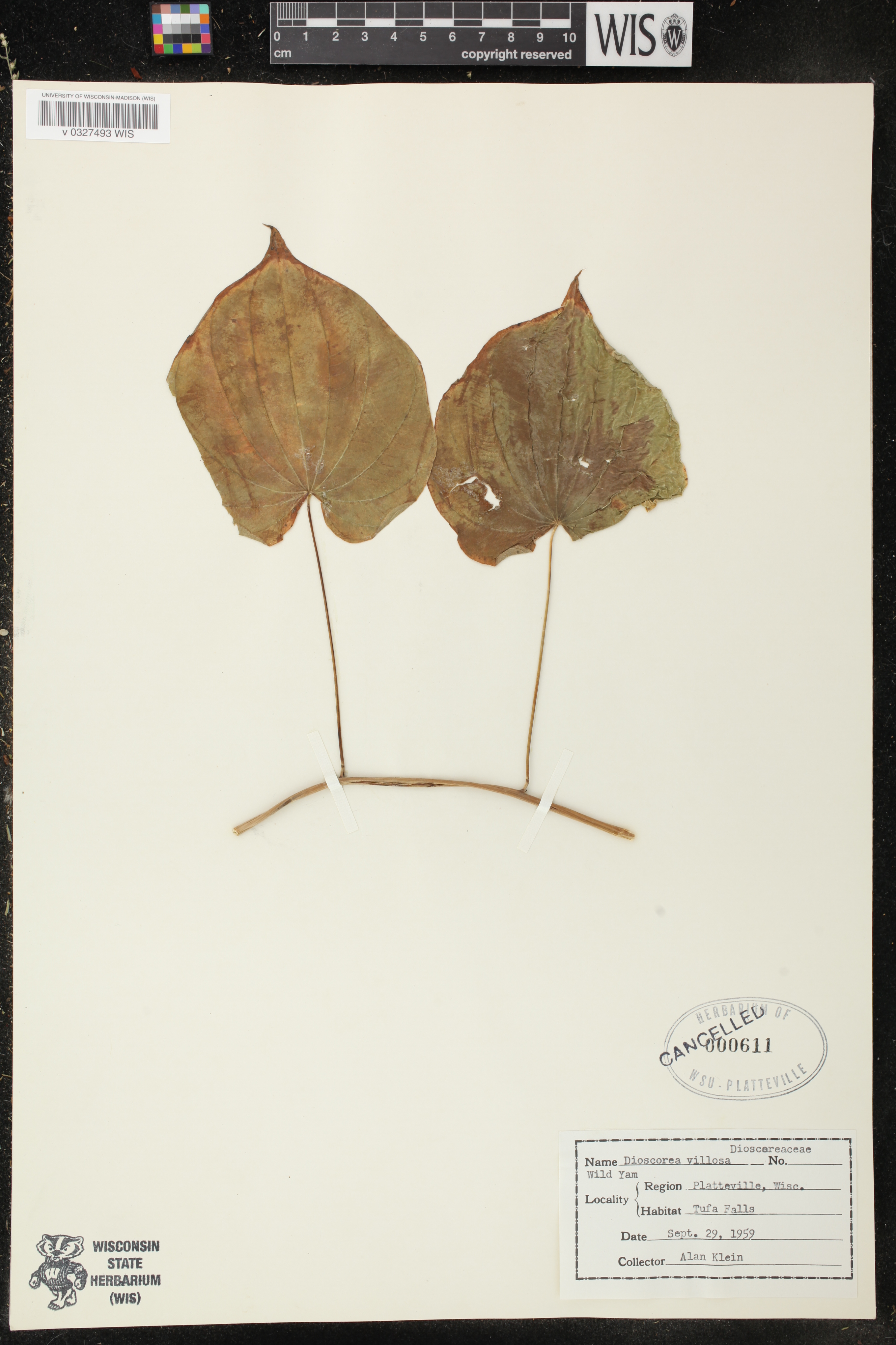 Dioscorea villosa image
