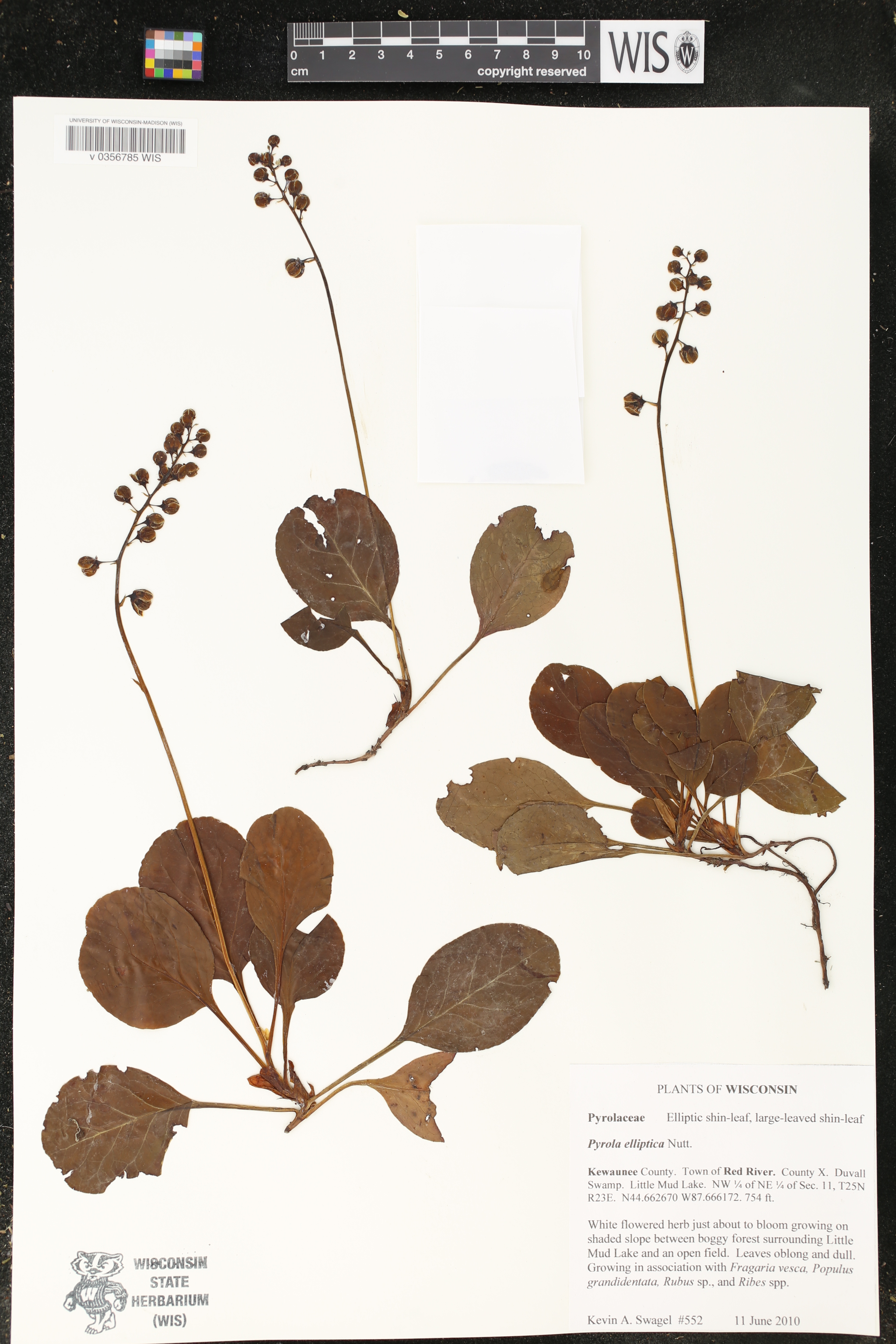 Pyrola elliptica image
