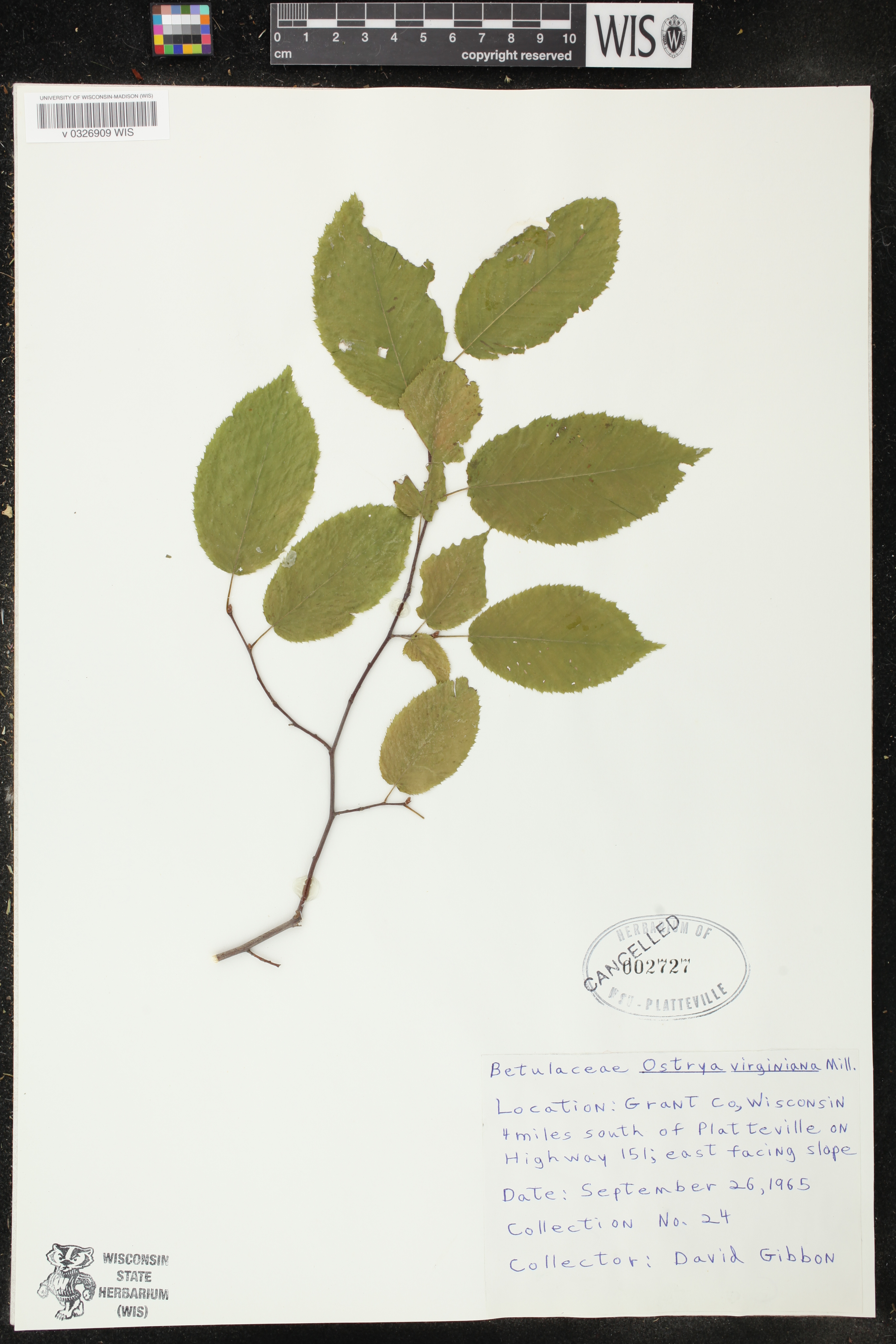 Ostrya virginiana image