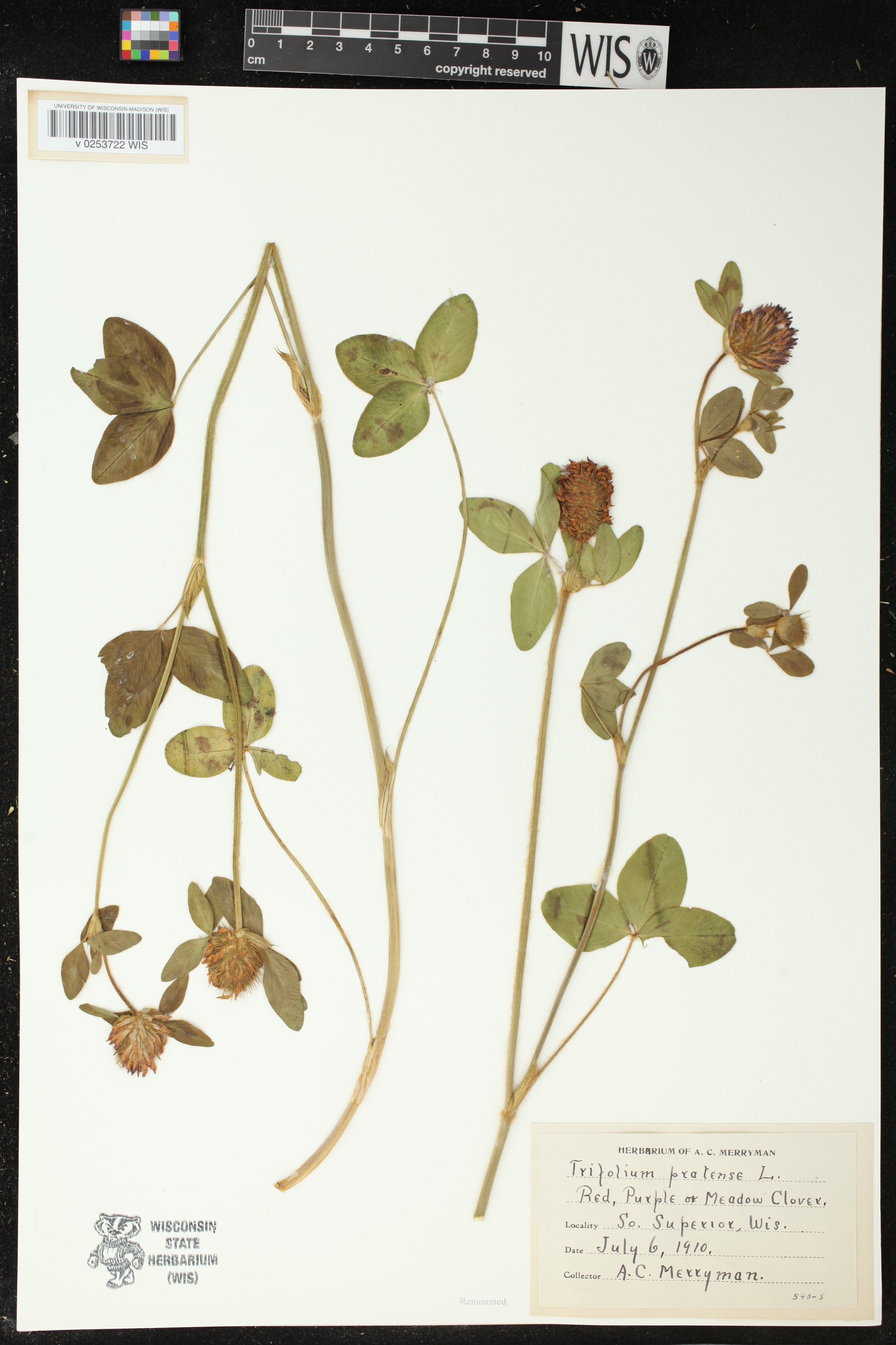 Trifolium pratense image
