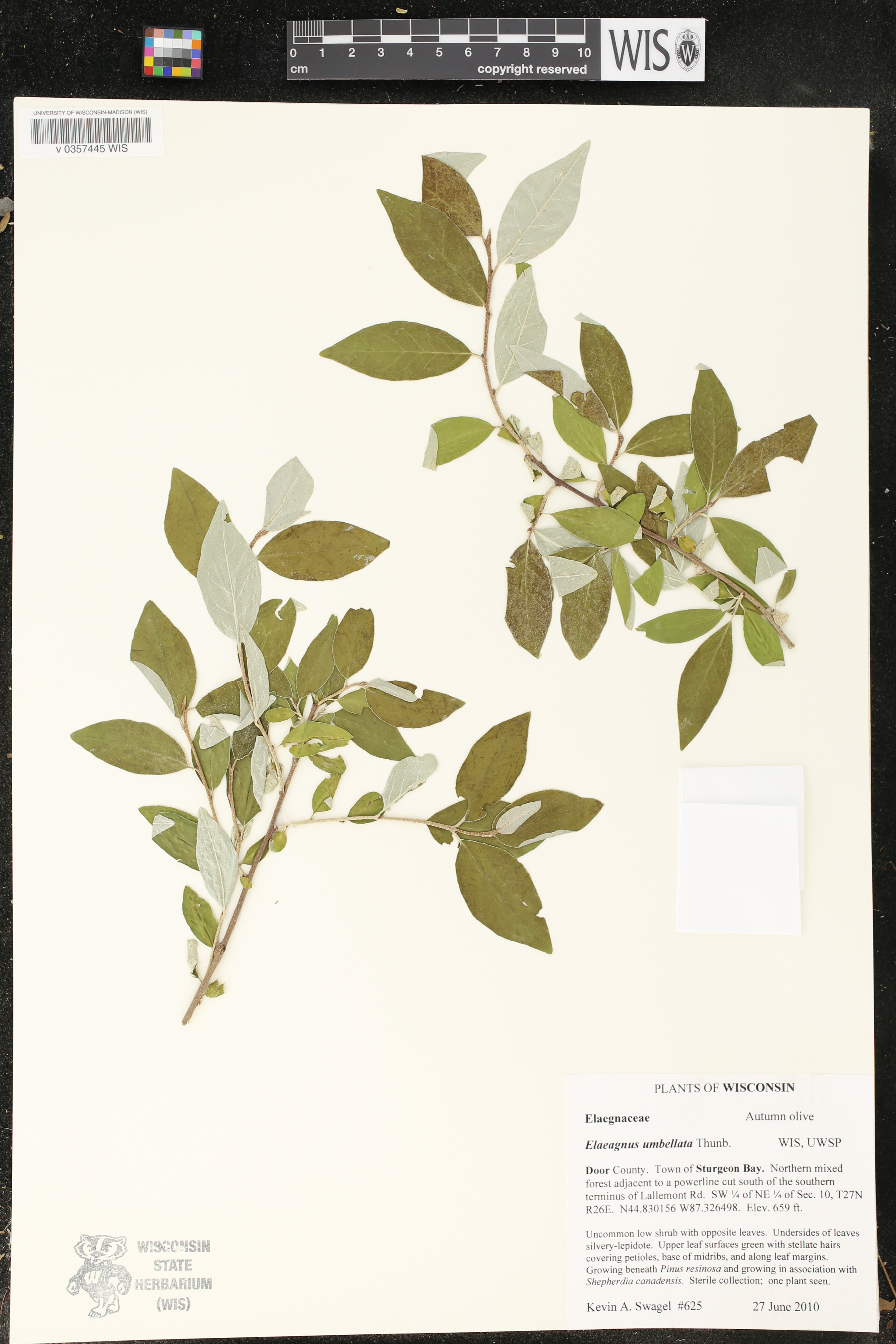 Elaeagnus umbellata image
