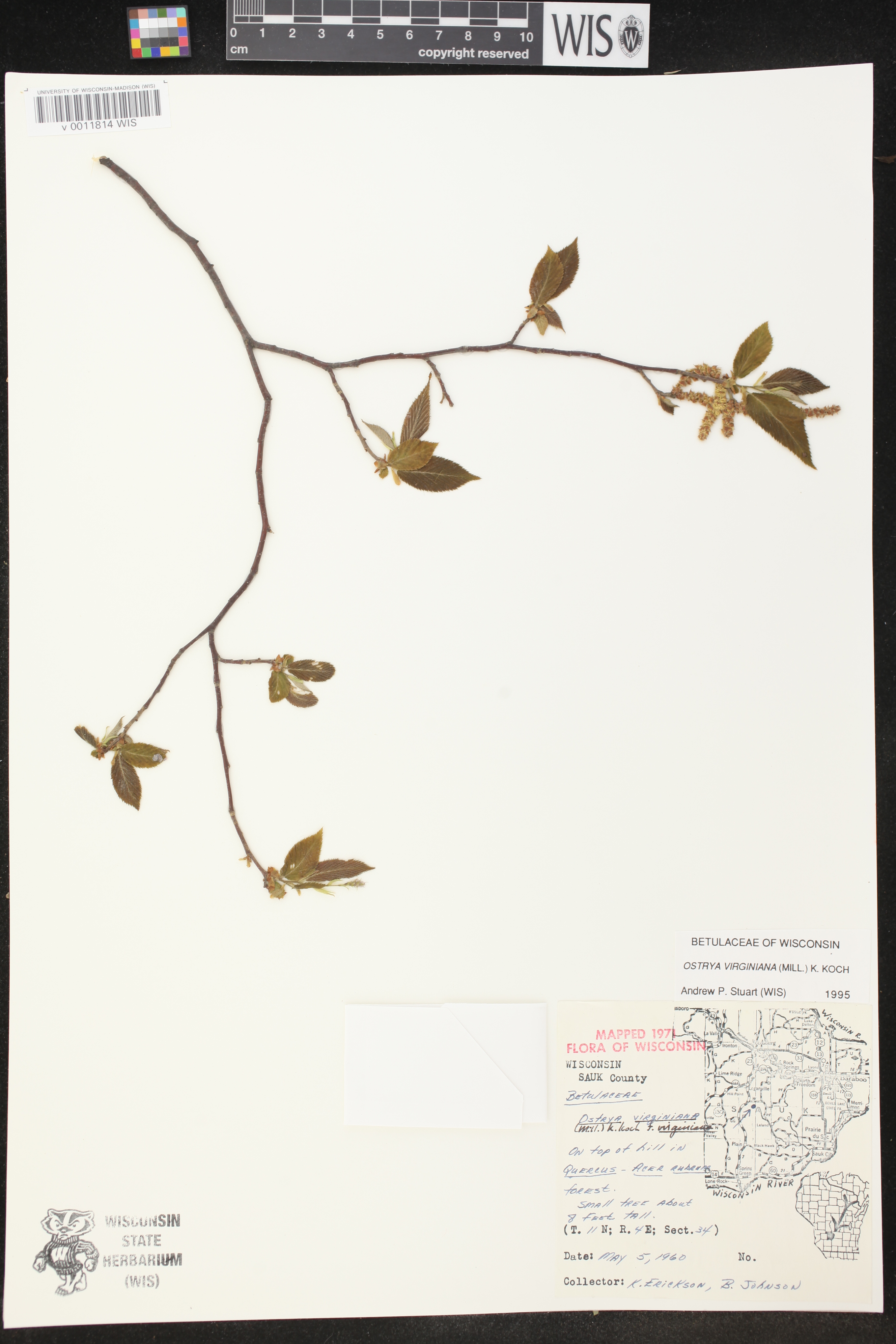 Ostrya virginiana image