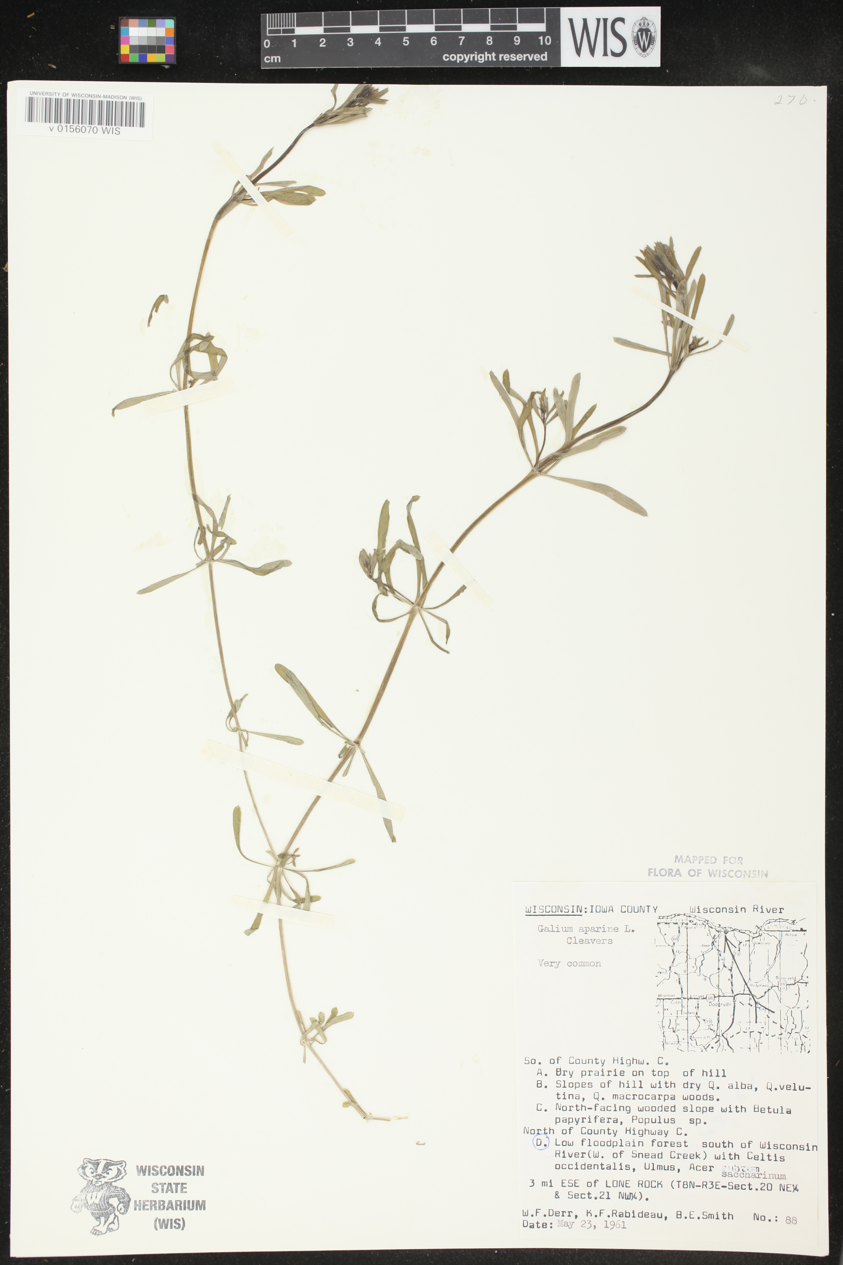 Galium aparine image