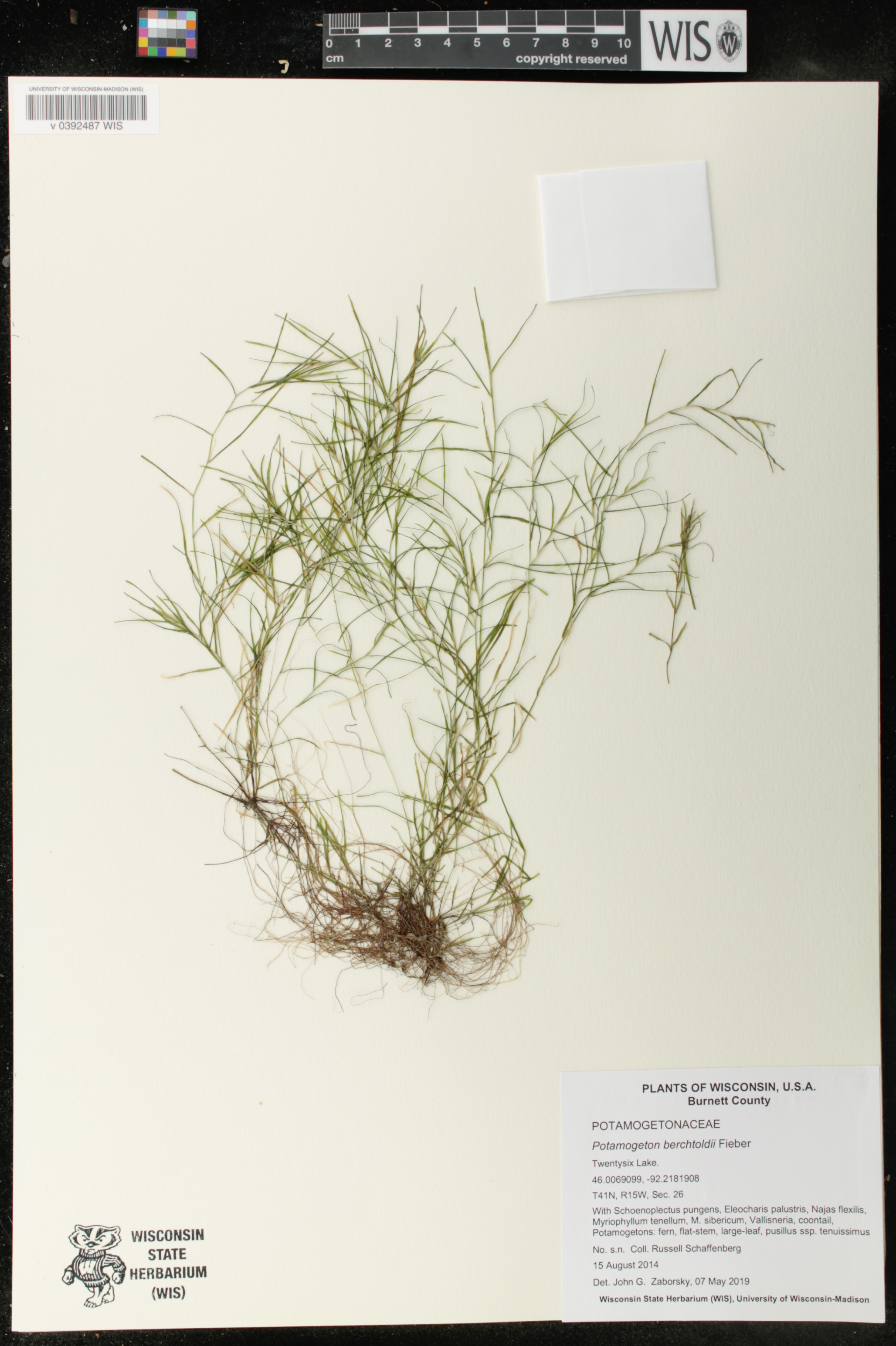Potamogeton berchtoldii image