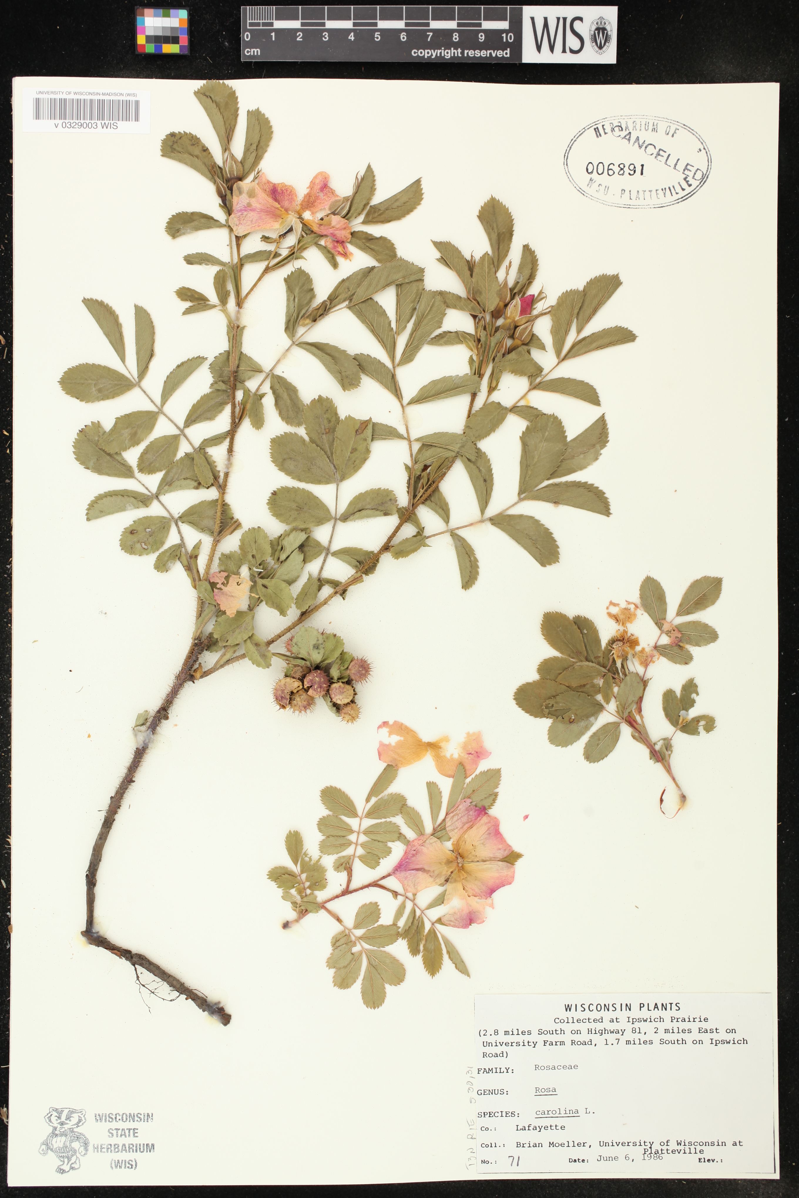 Rosa carolina image
