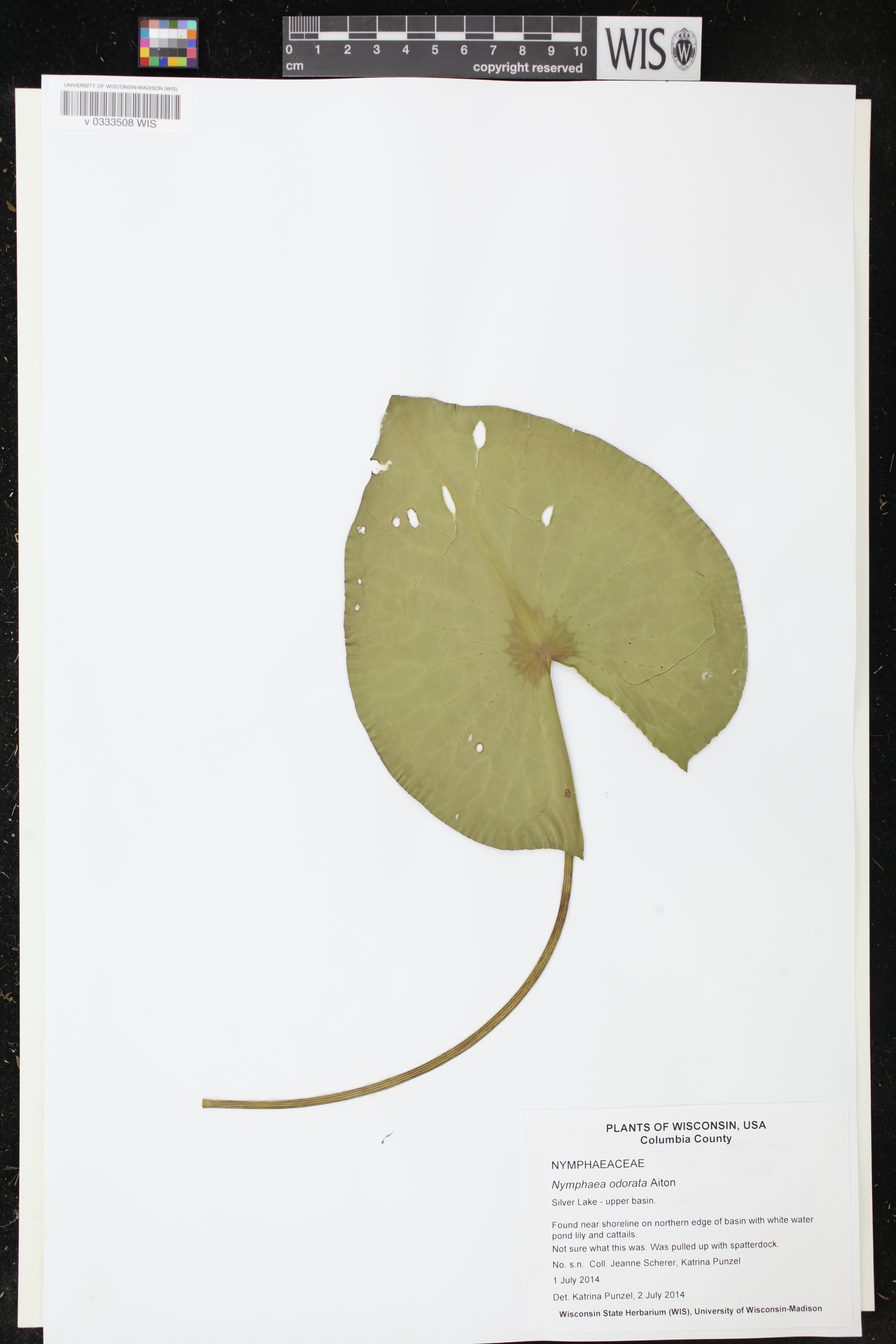 Nymphaea odorata image