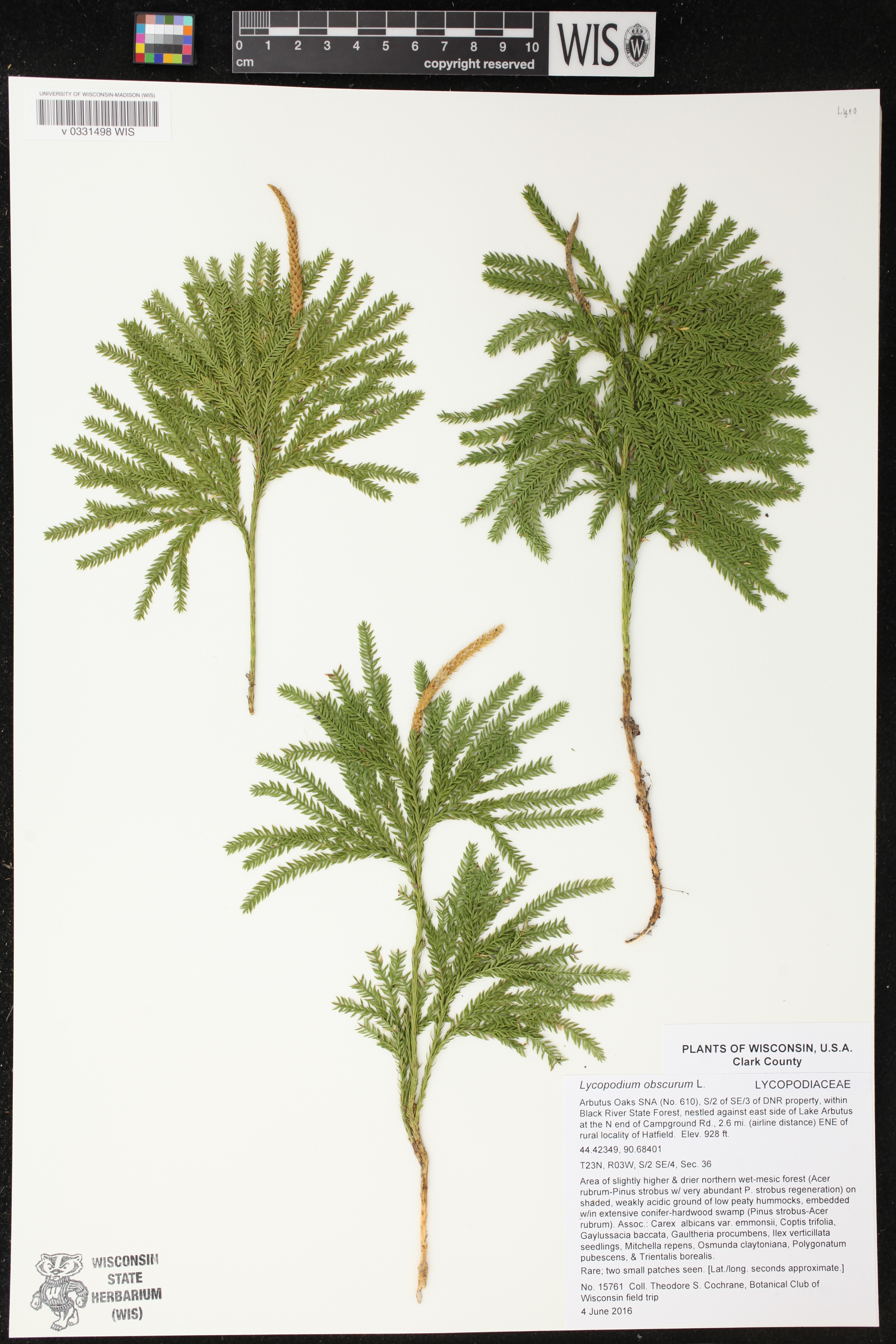 Dendrolycopodium obscurum image