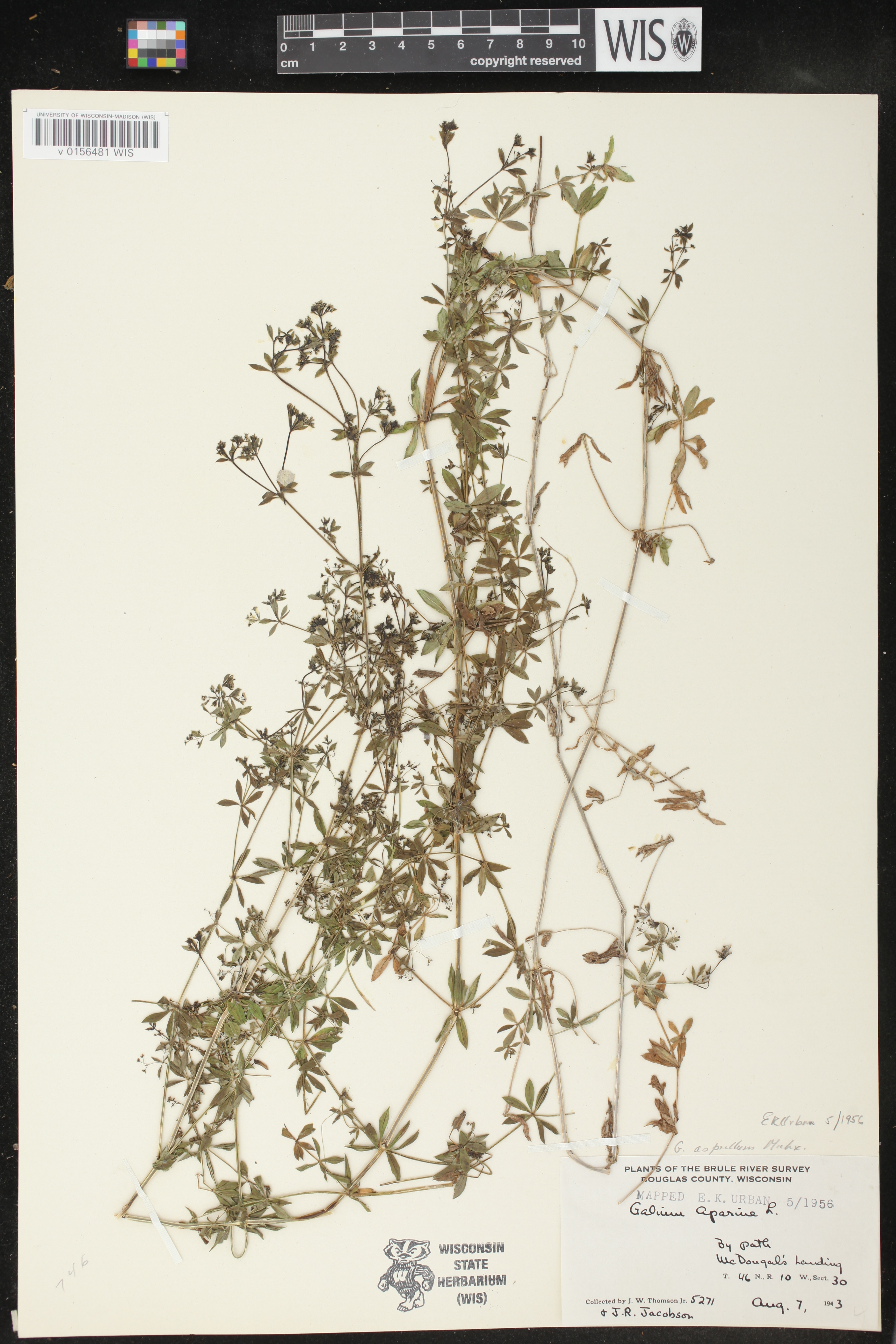 Galium asprellum image