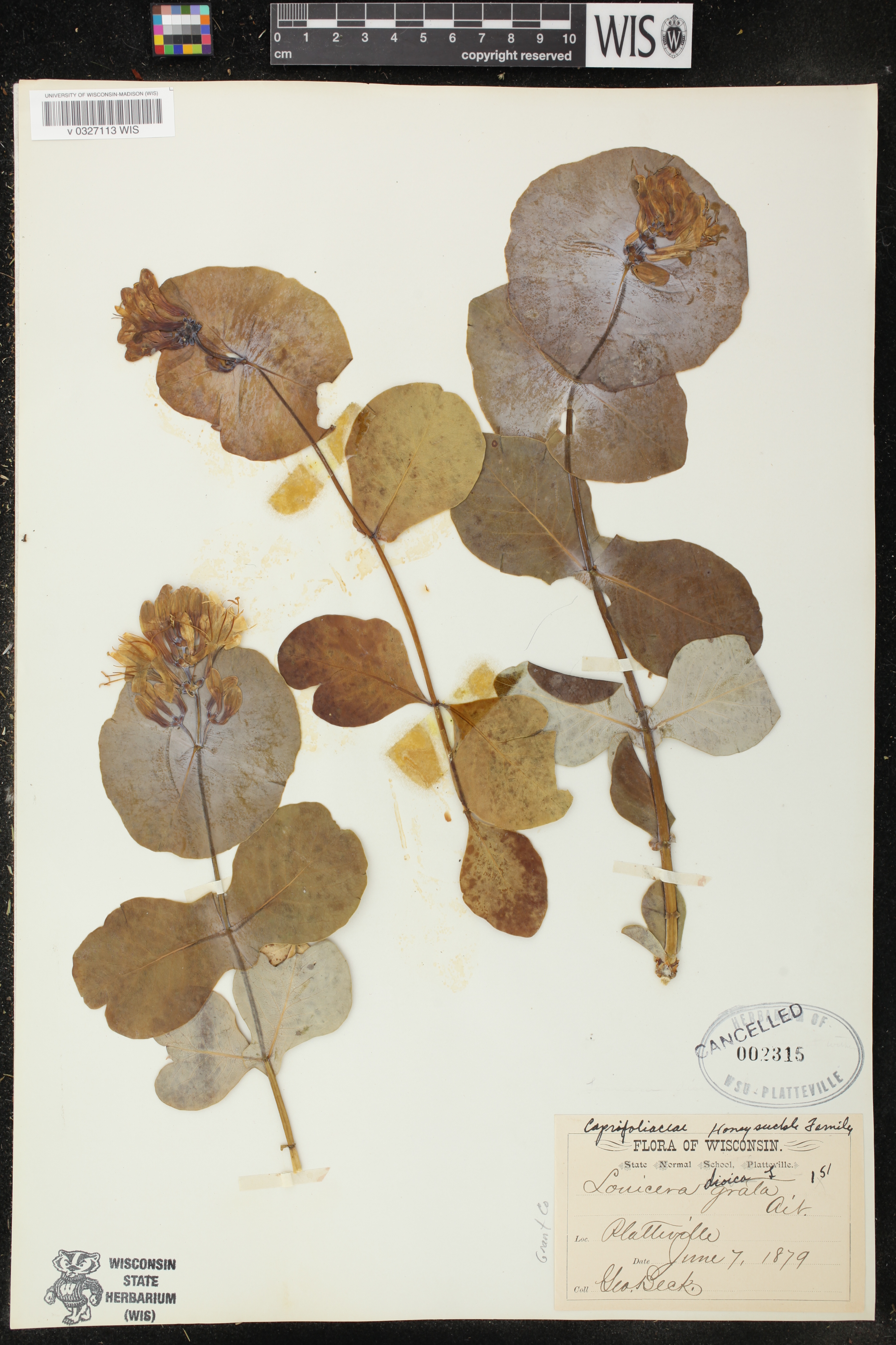 Lonicera dioica image