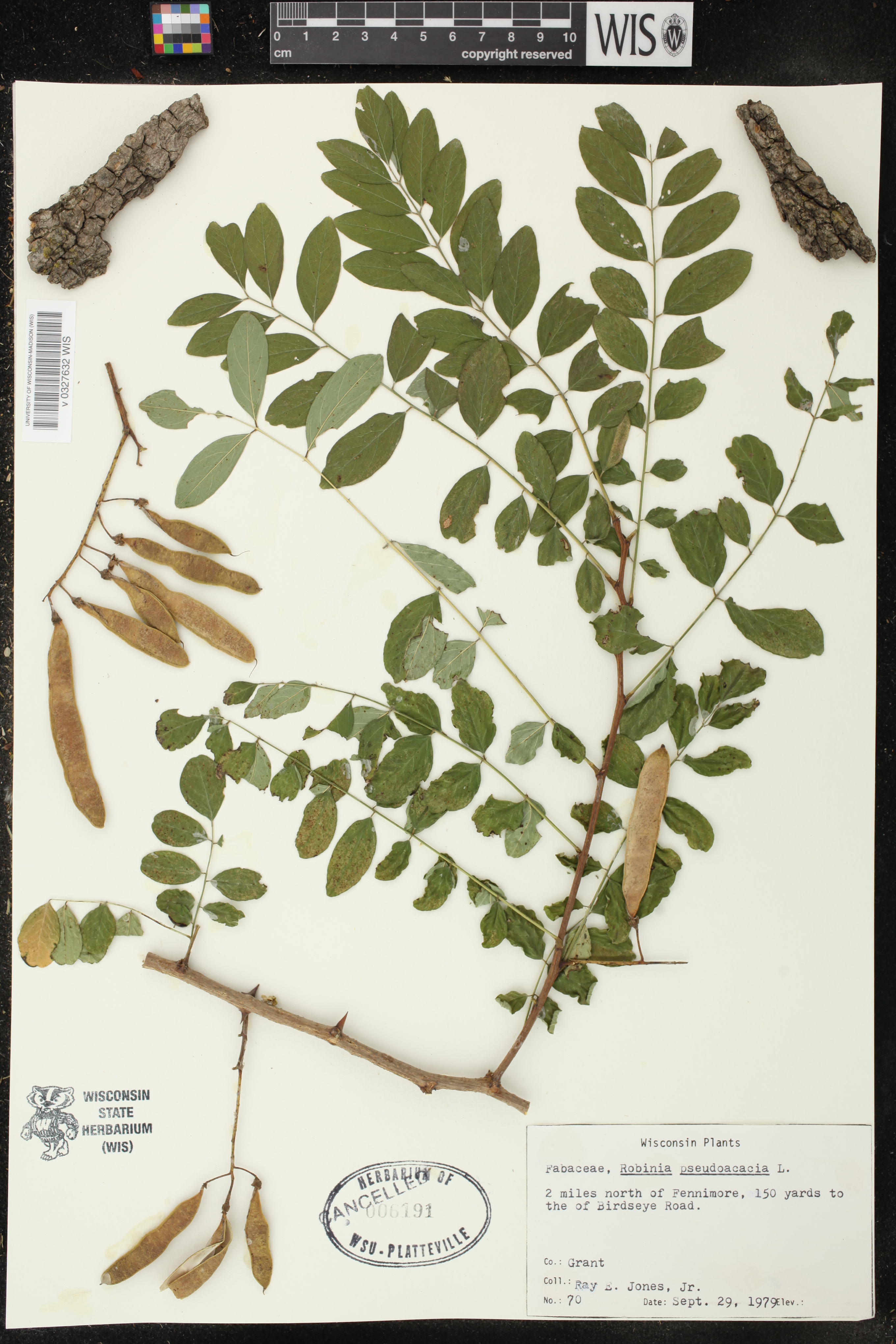 Robinia pseudoacacia image