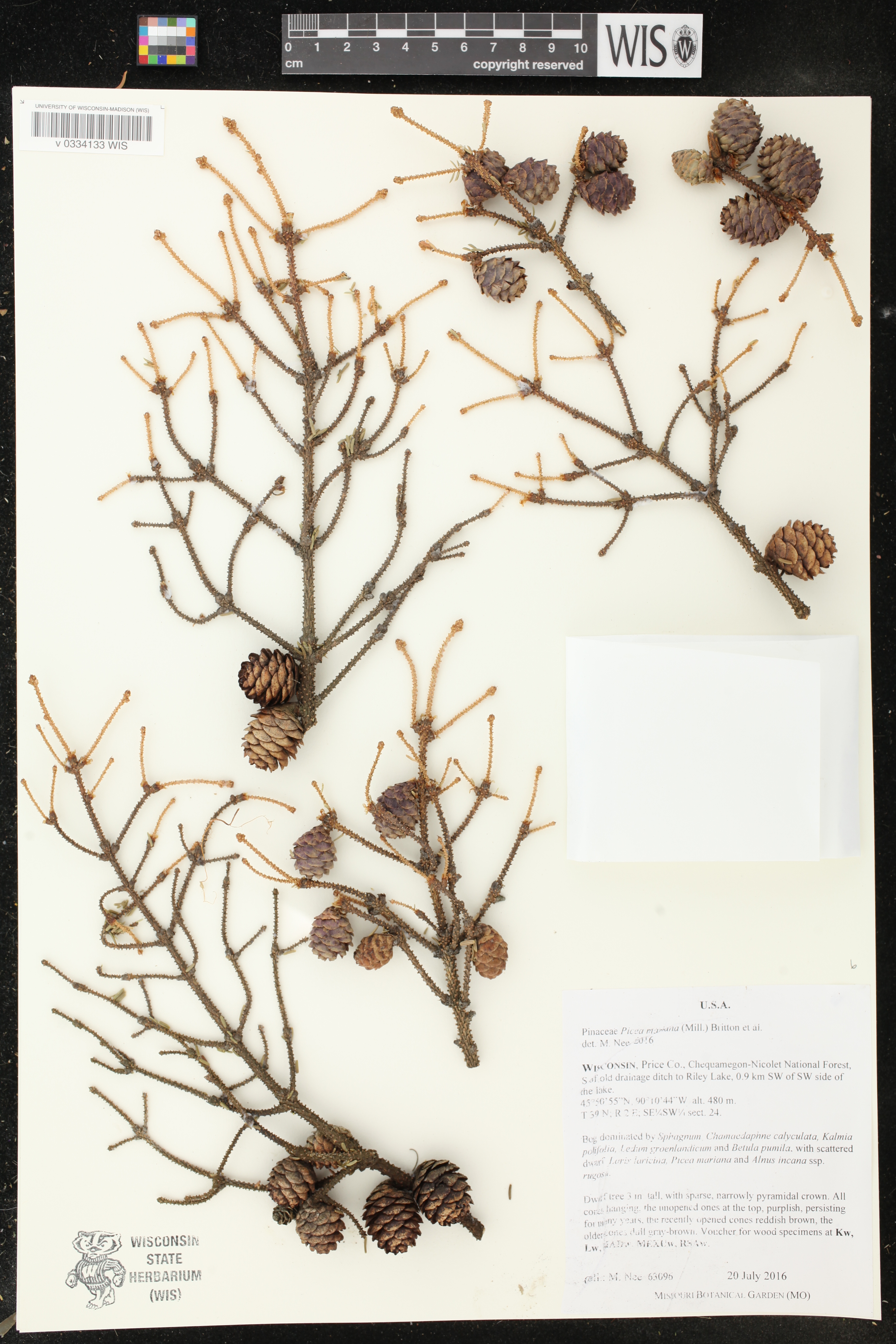Picea mariana image