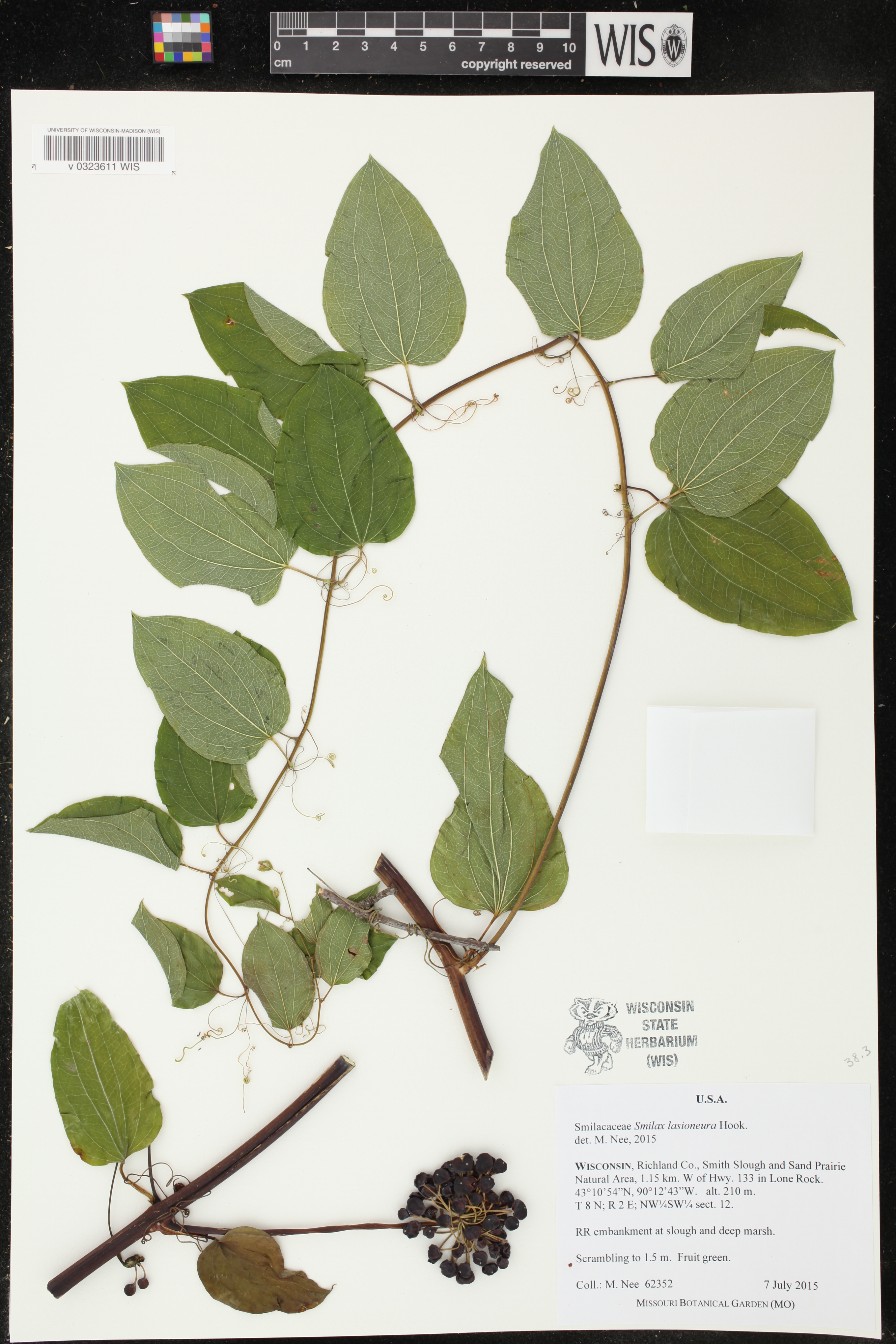 Smilax lasioneura image