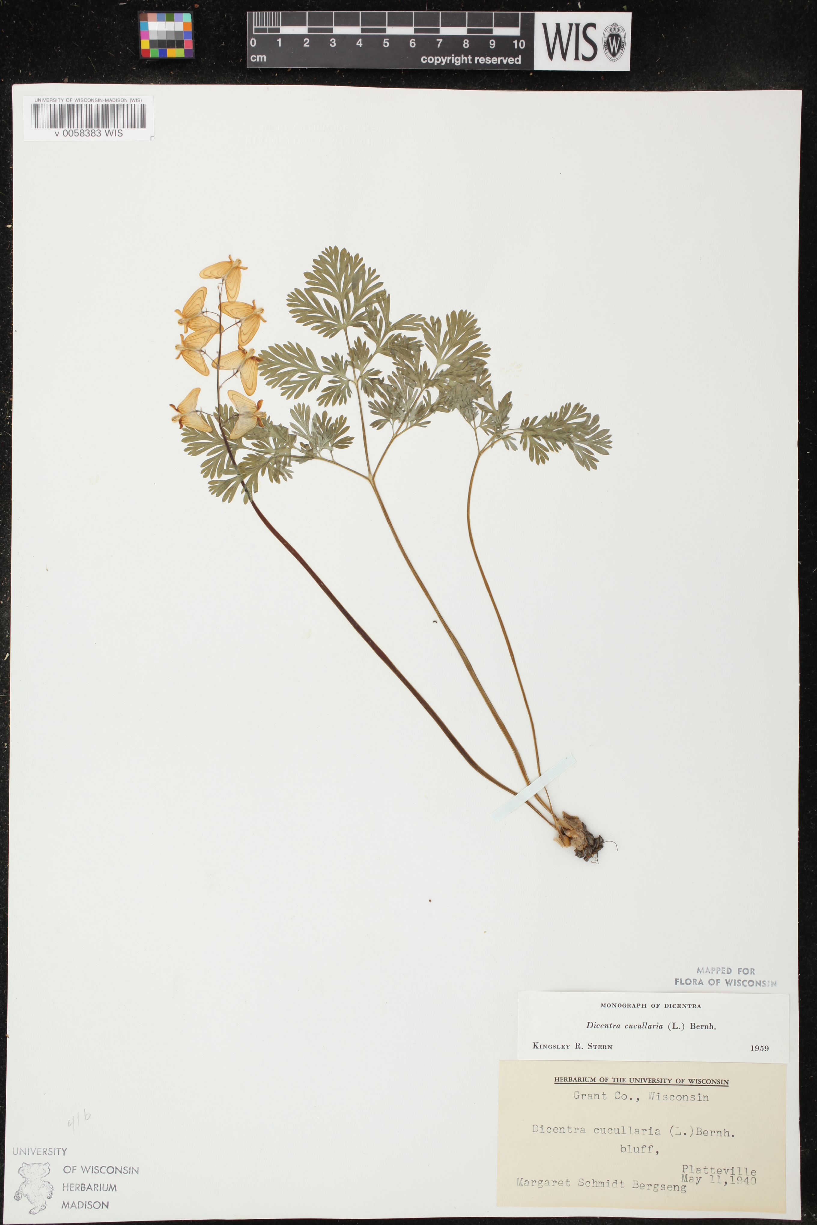 Dicentra cucullaria image